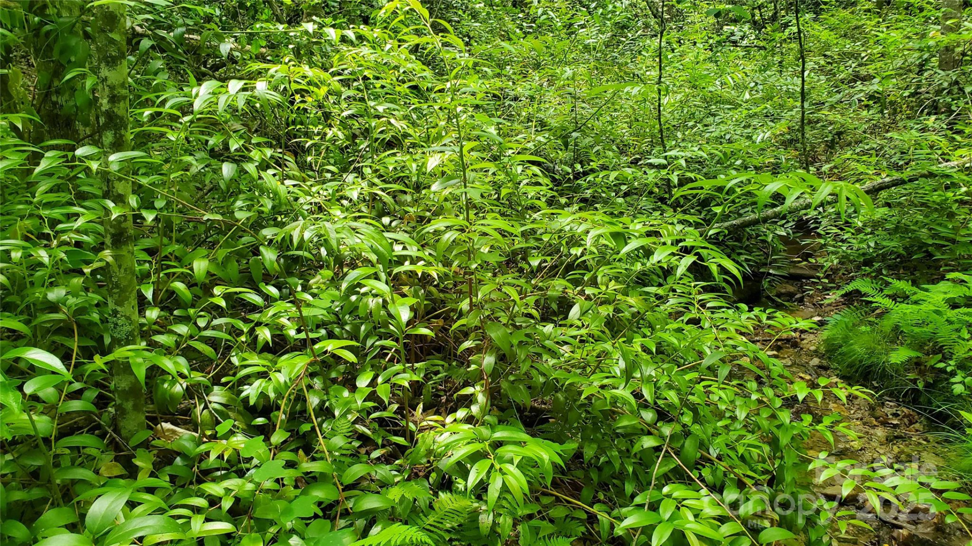 755 Hamilton Drive - Photo 13