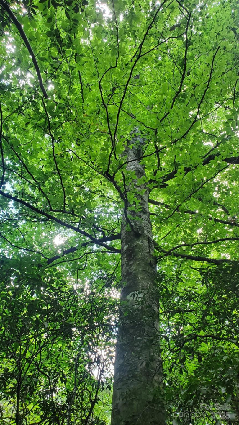 755 Hamilton Drive - Photo 30