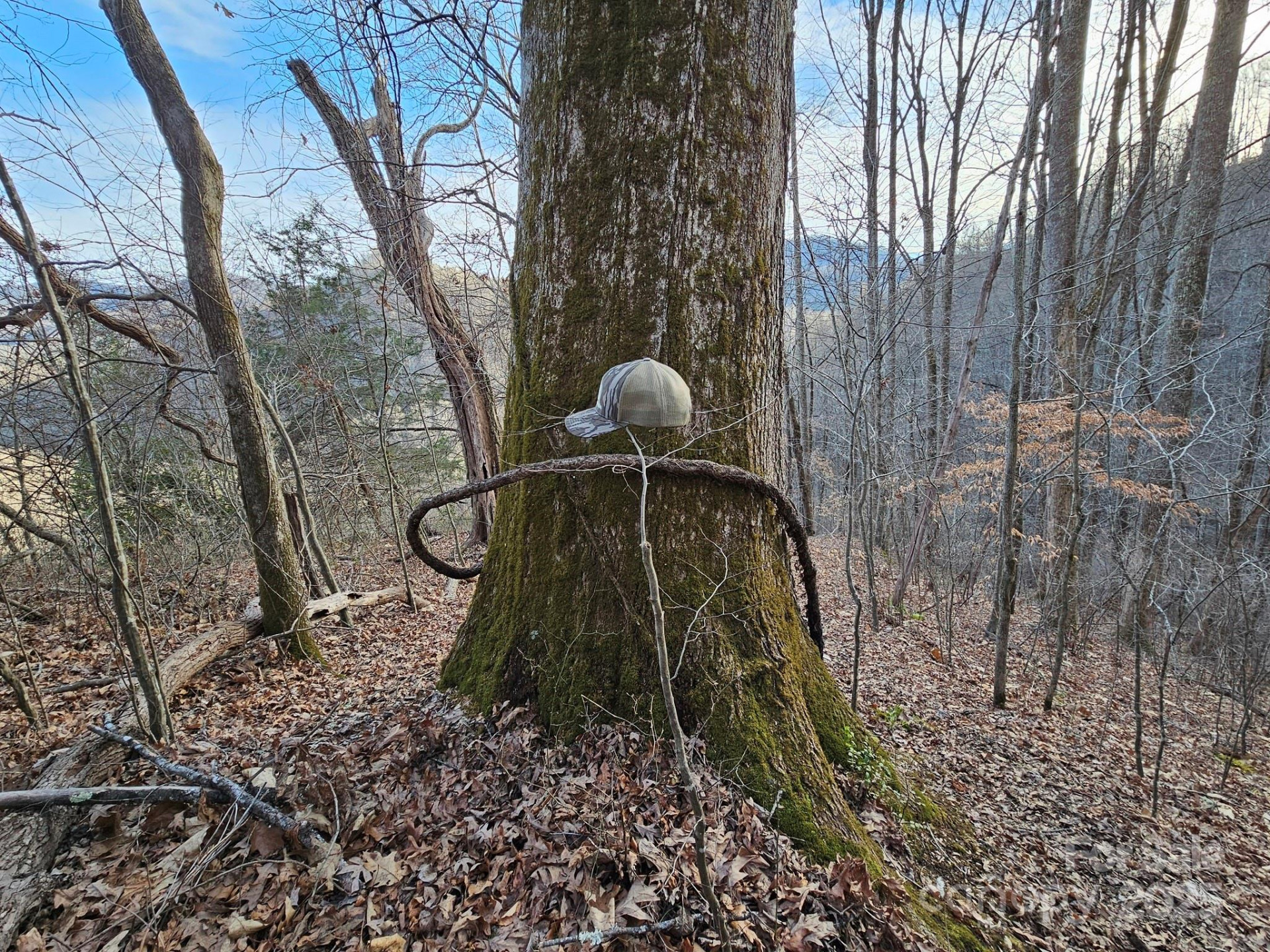 80 Choke Berry Ridge - Photo 13