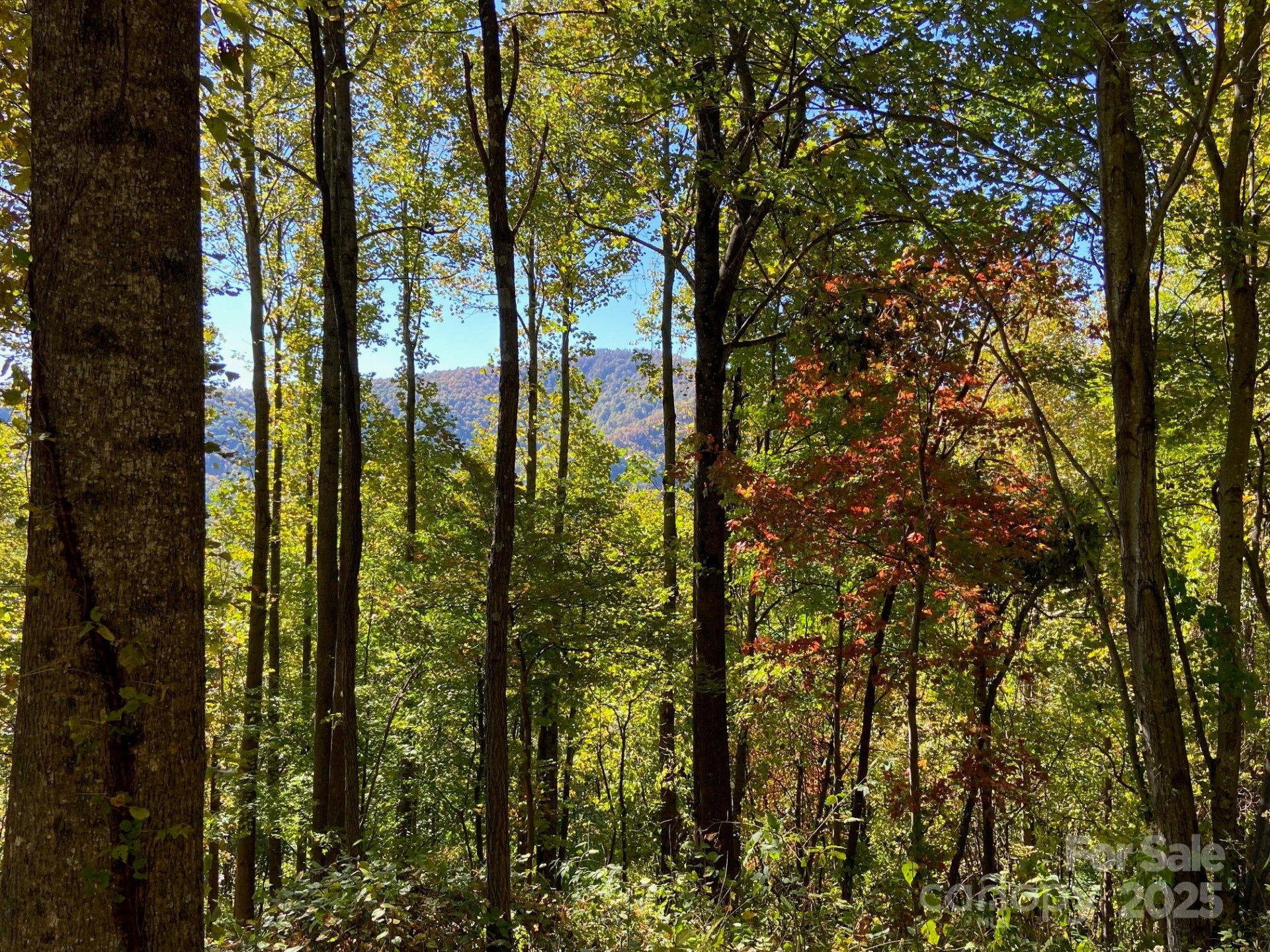 501 Warbler Lane #T-62 - Photo 2