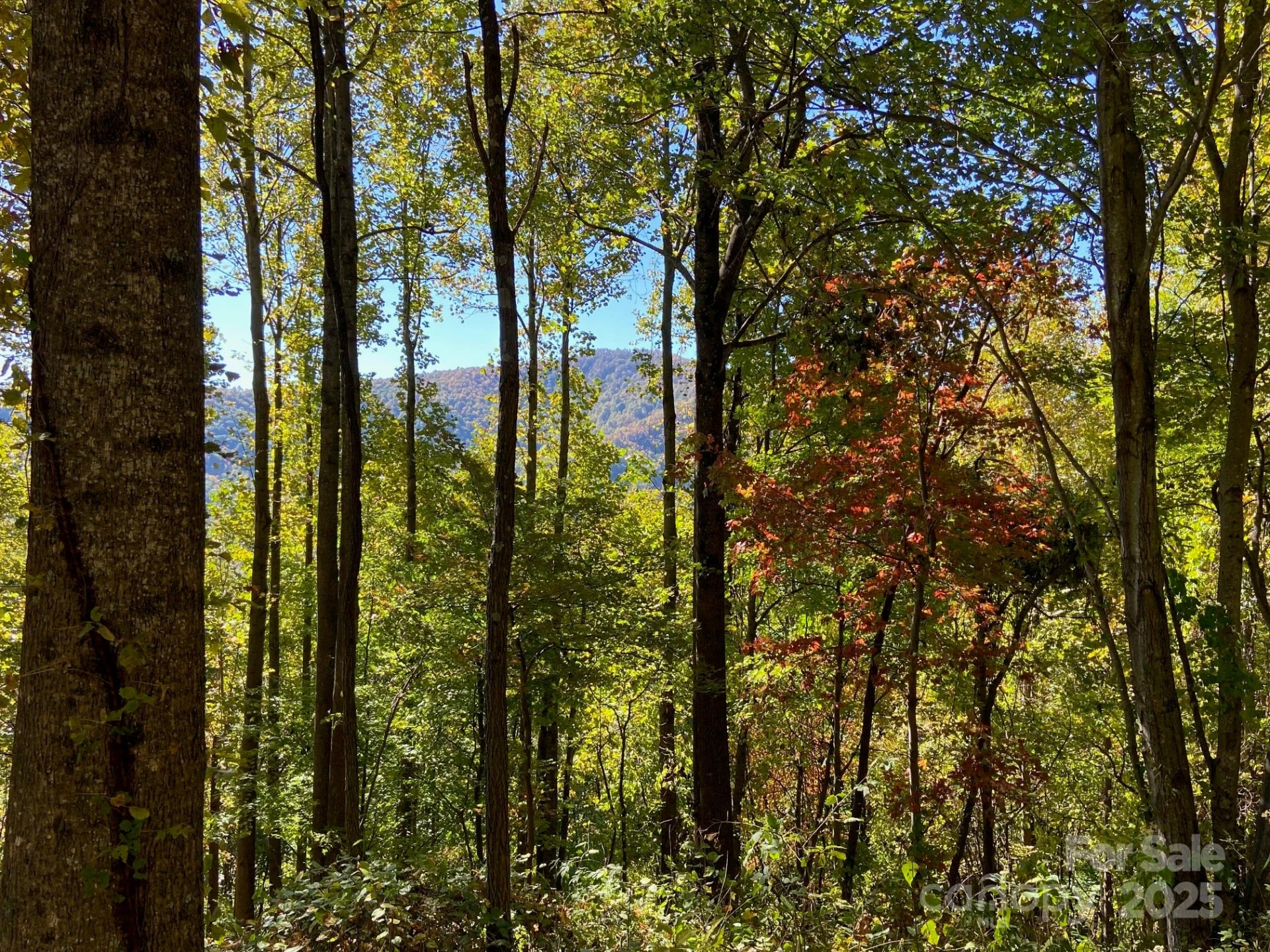 501 Warbler Lane #T-62 - Photo 2