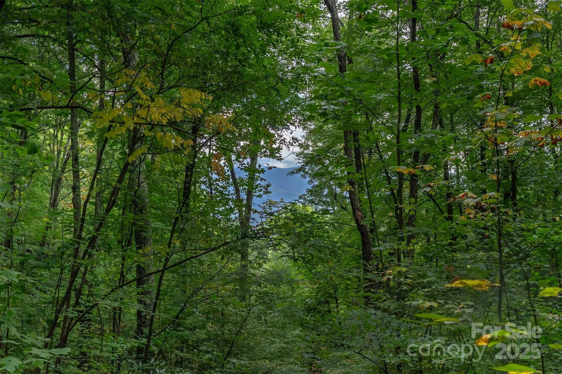 66 Sisters View Drive #159 - Photo 11