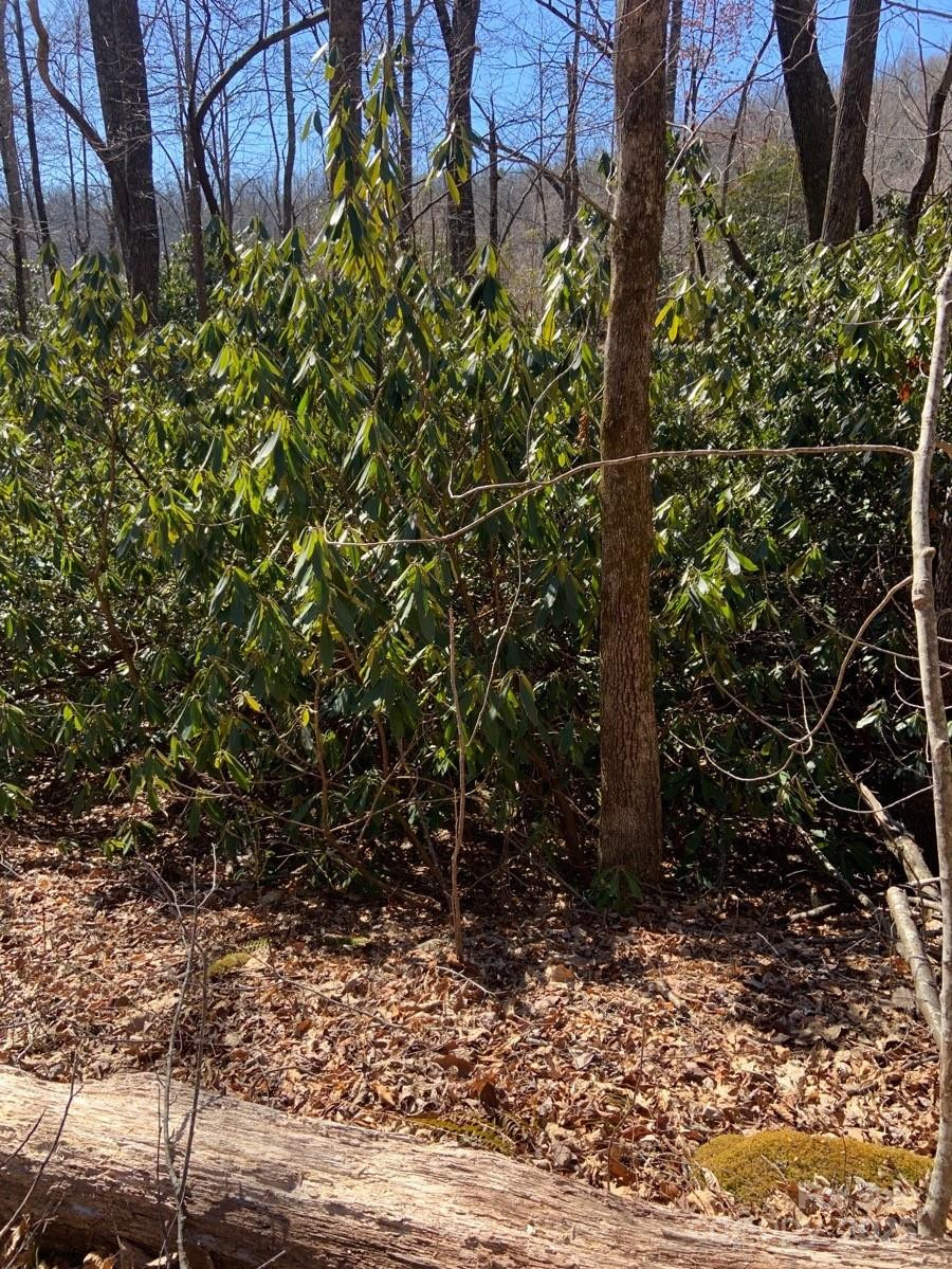 TBD Glen Ridge Trail #252 - Photo 13