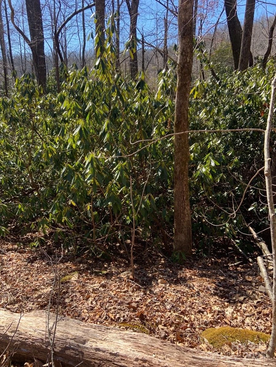 TBD Glen Ridge Trail #252 - Photo 13
