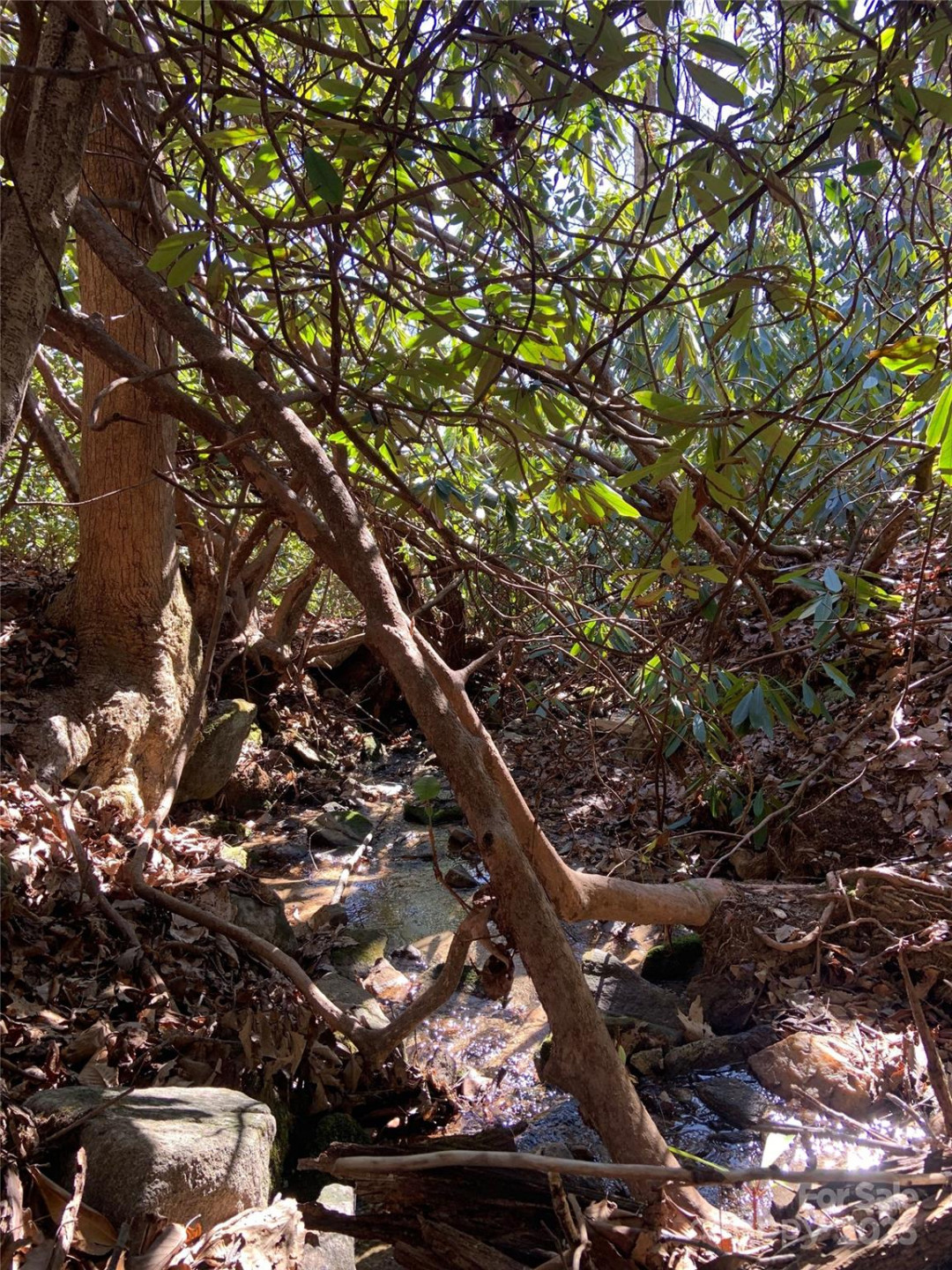 TBD Glen Ridge Trail #252 - Photo 5