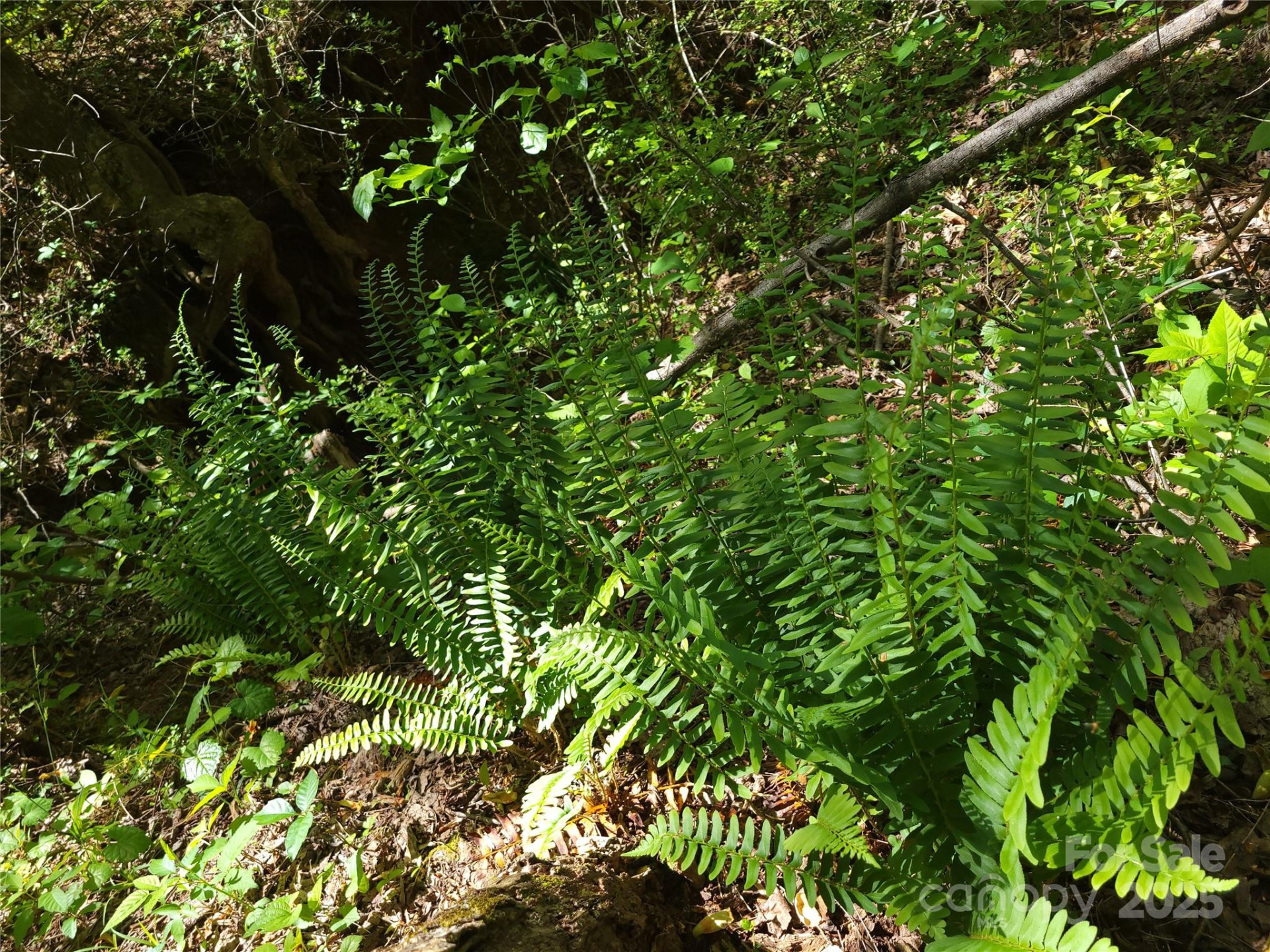 000 Skylark Lane #6 - Photo 3