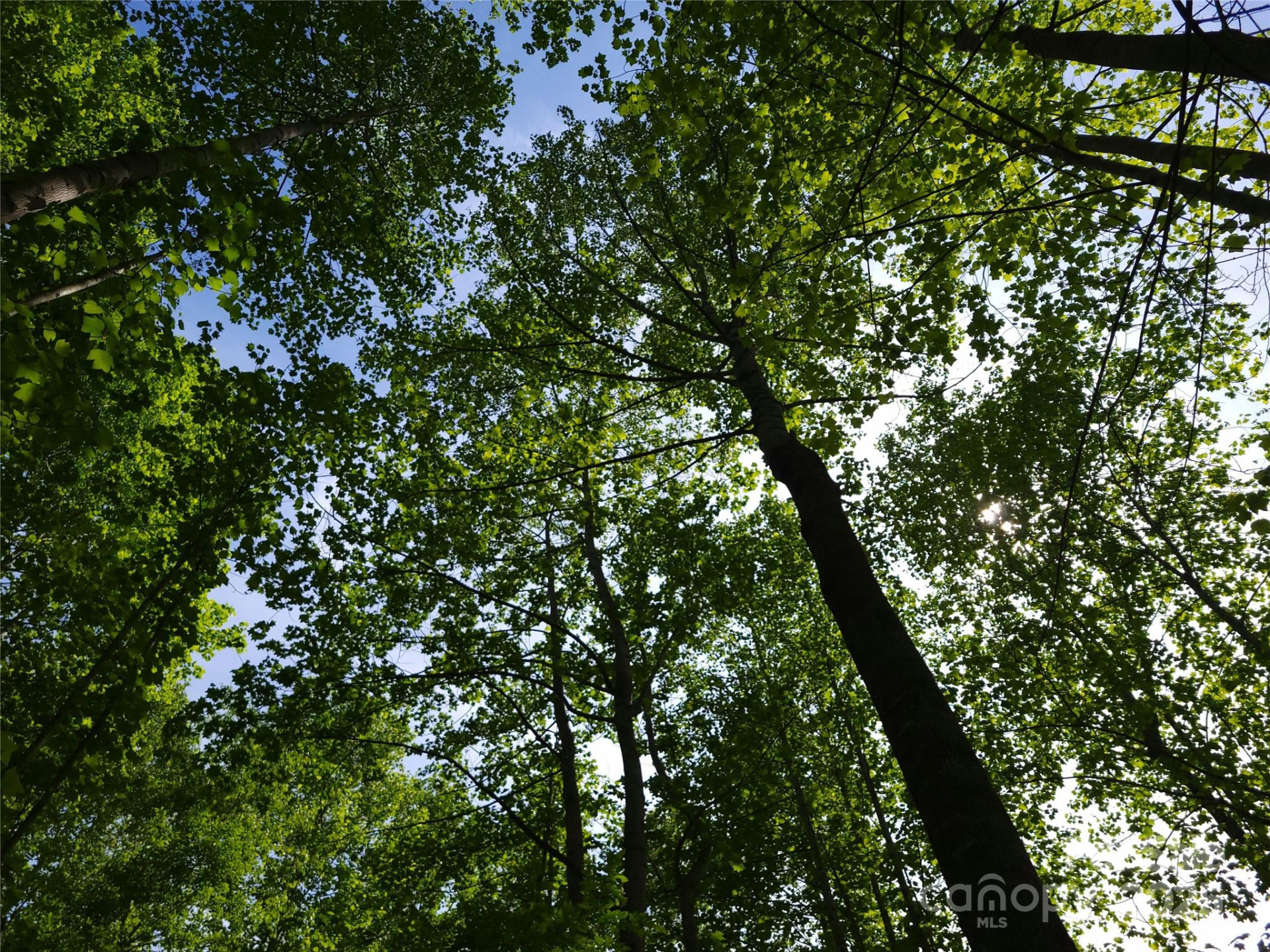 000 Skylark Lane #6 - Photo 5