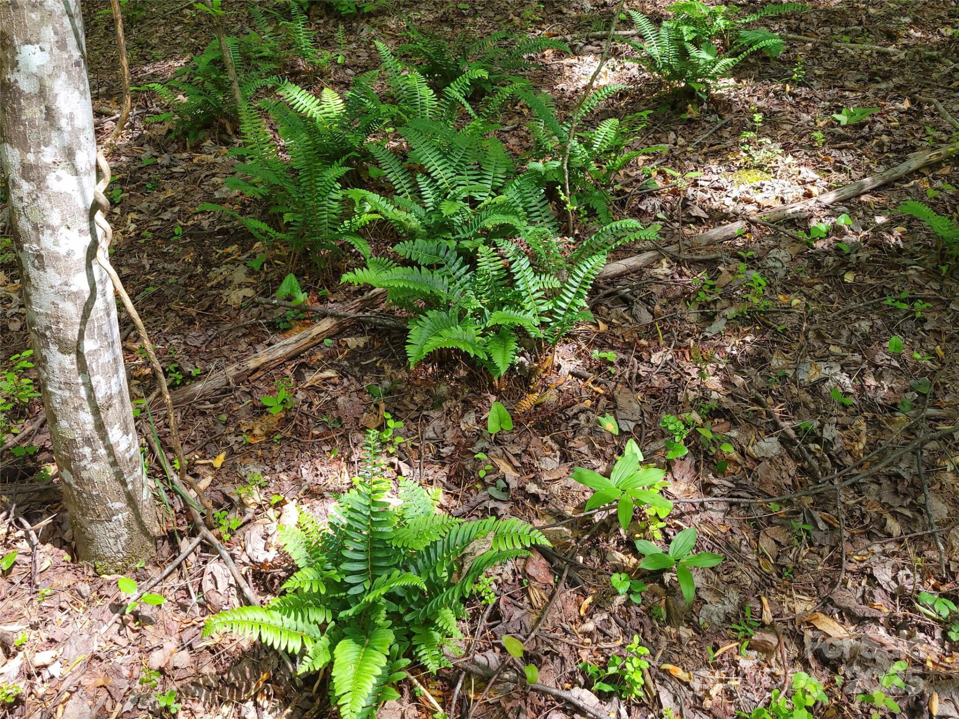 000 Skylark Lane #6 - Photo 6