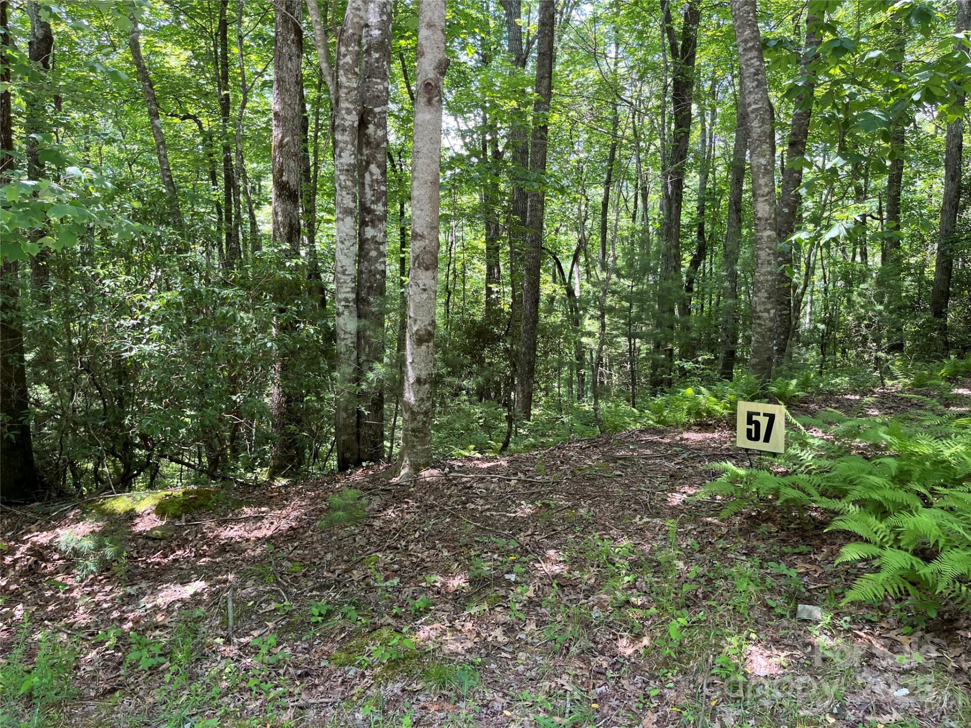 57 Big Branch Road - Photo 5