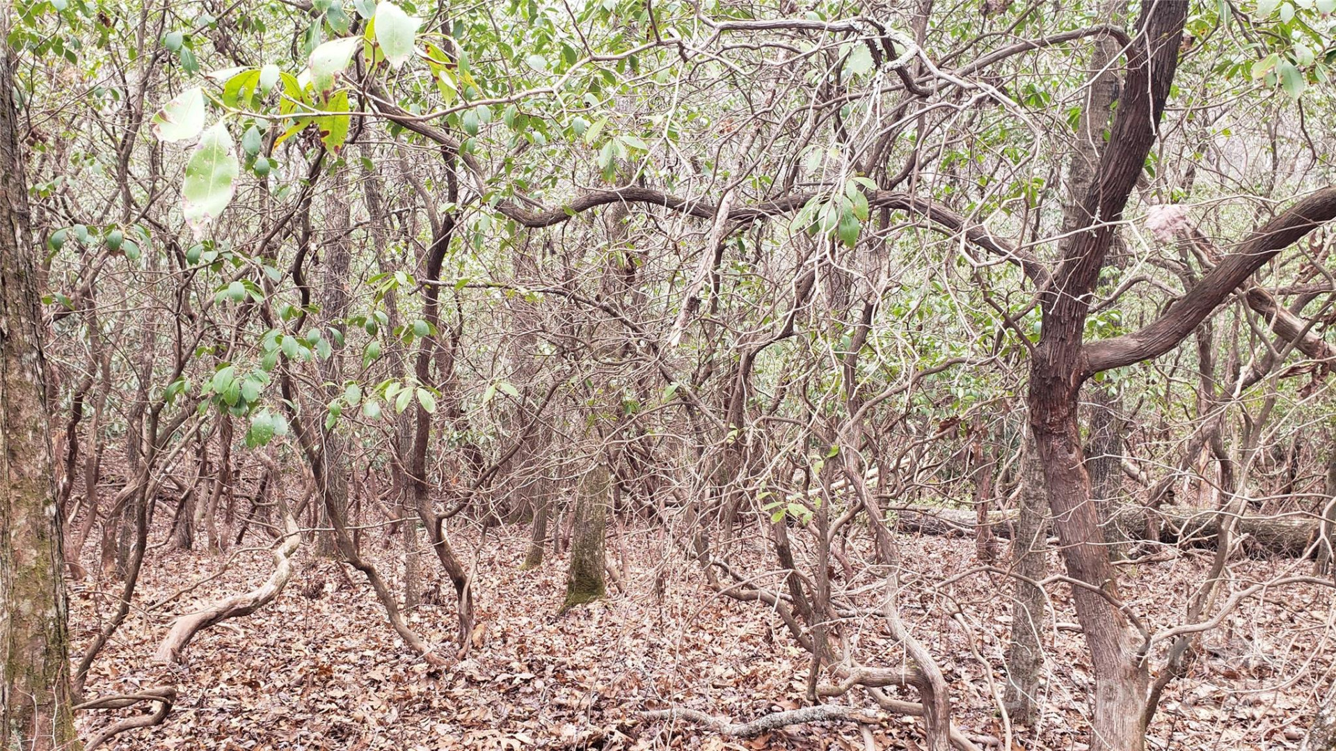 9999 Gagama Court #16/19 - Photo 5