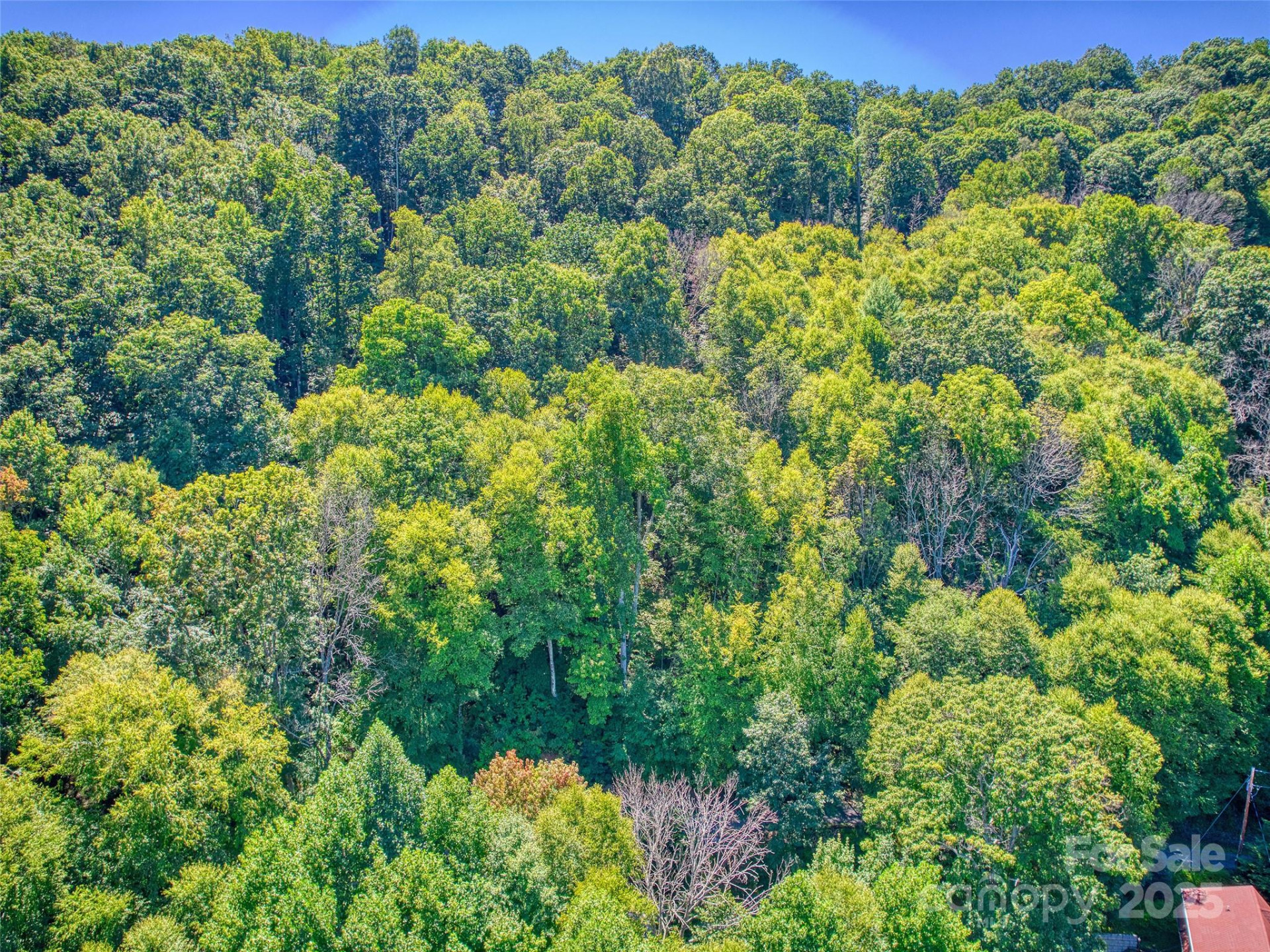 00 Yellow Locust Drive - Photo 14