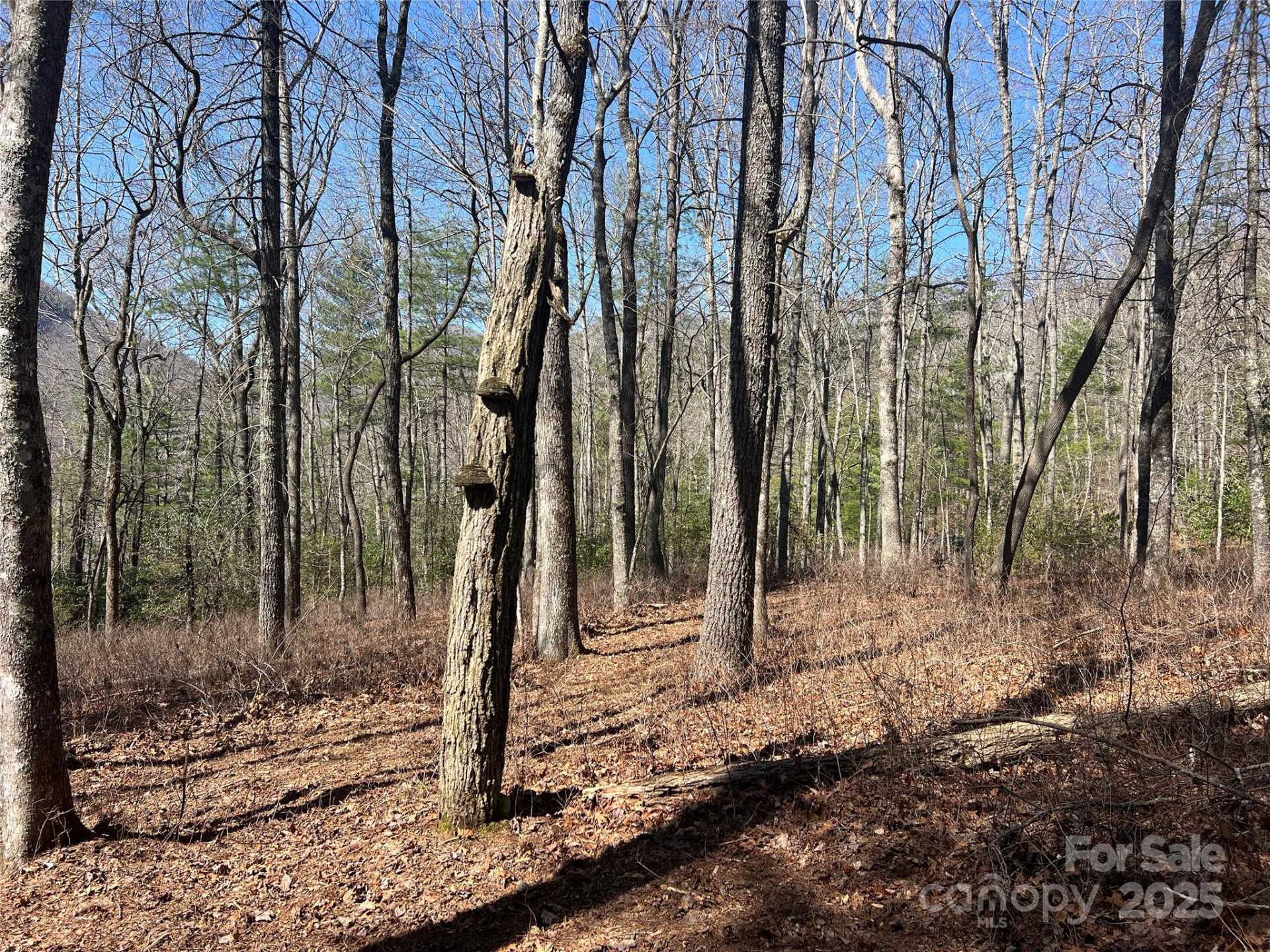 TBD Panther Ridge Road - Photo 13