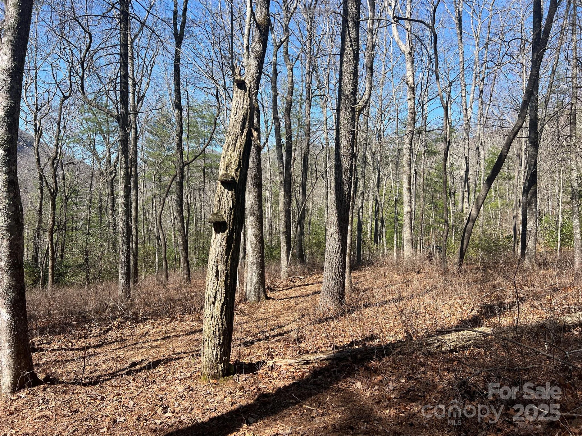 TBD Panther Ridge Road - Photo 13