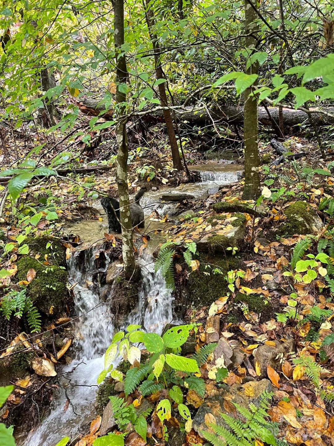 TBD Billy Cove Road - Photo 12