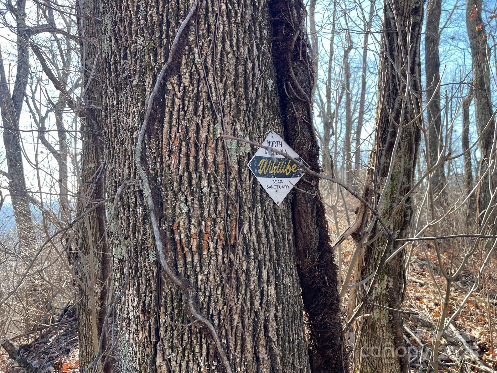 TBD Billy Cove Road - Photo 14