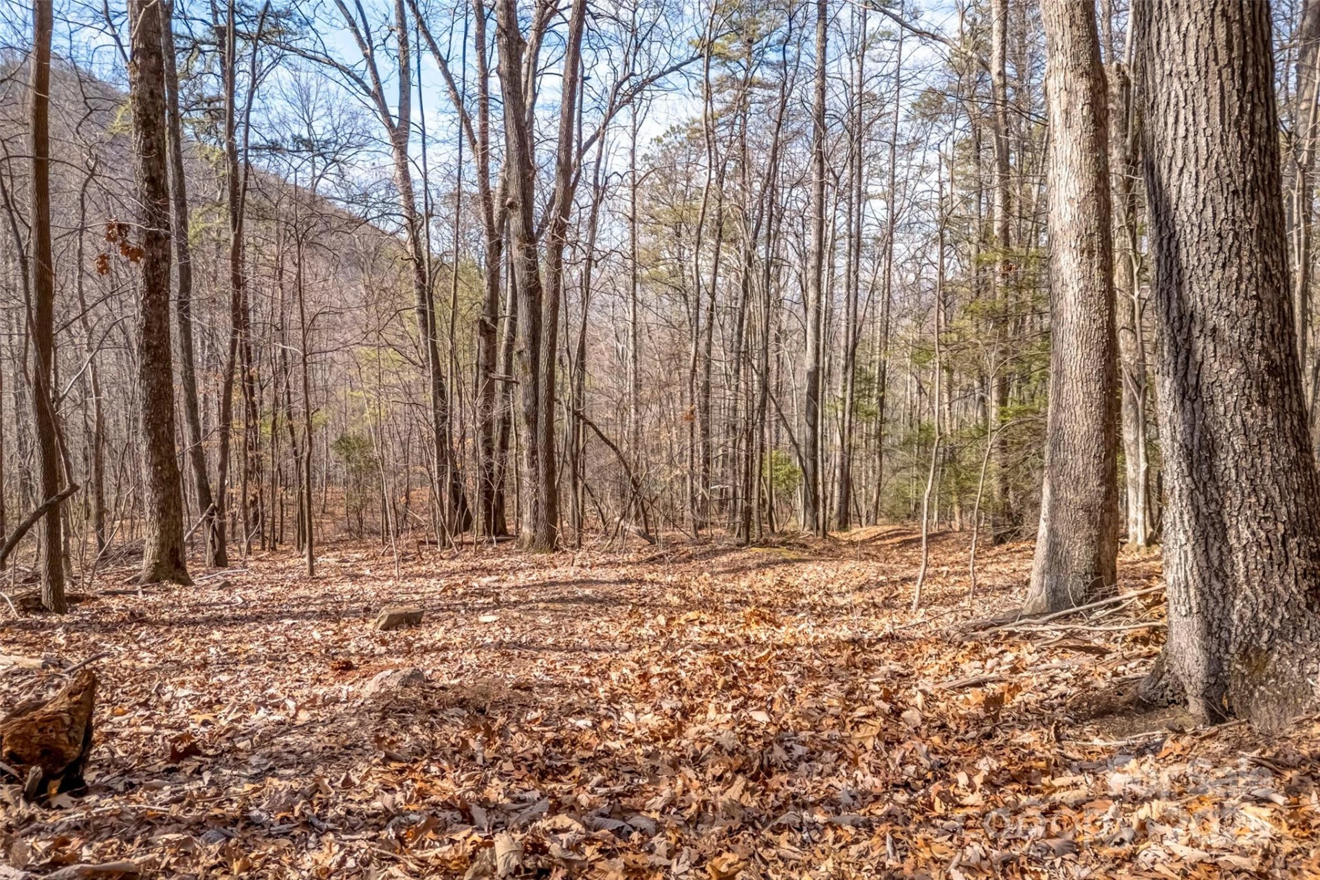 TBD Billy Cove Road - Photo 16