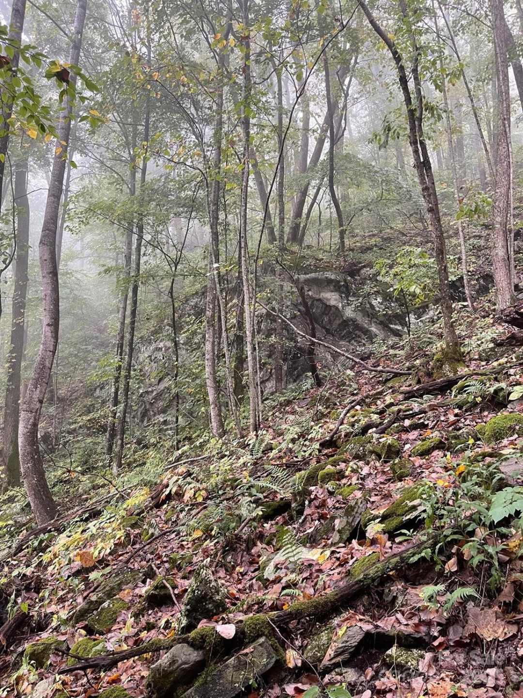 TBD Billy Cove Road - Photo 8