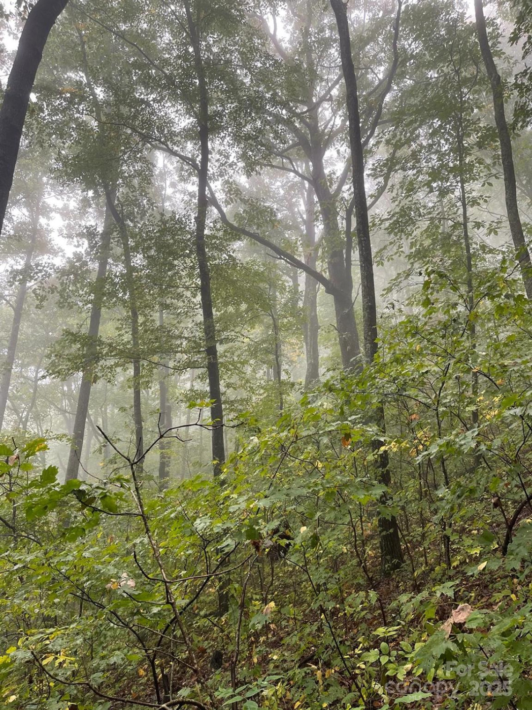 TBD Billy Cove Road - Photo 10