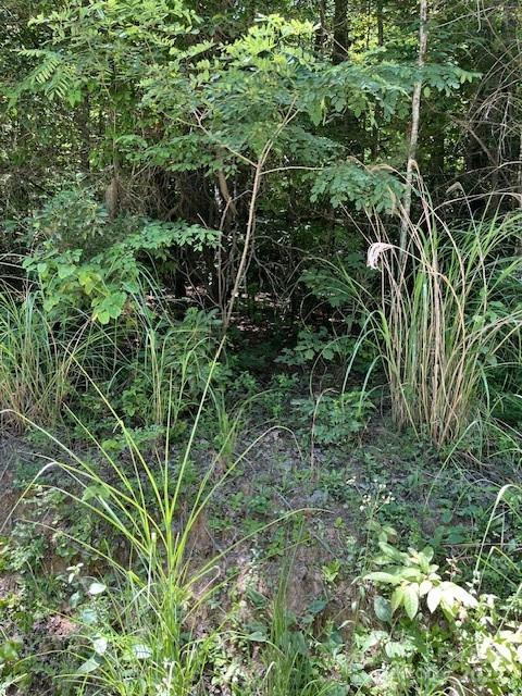 0 Pleasant Grove Church Road #3A - Photo 3