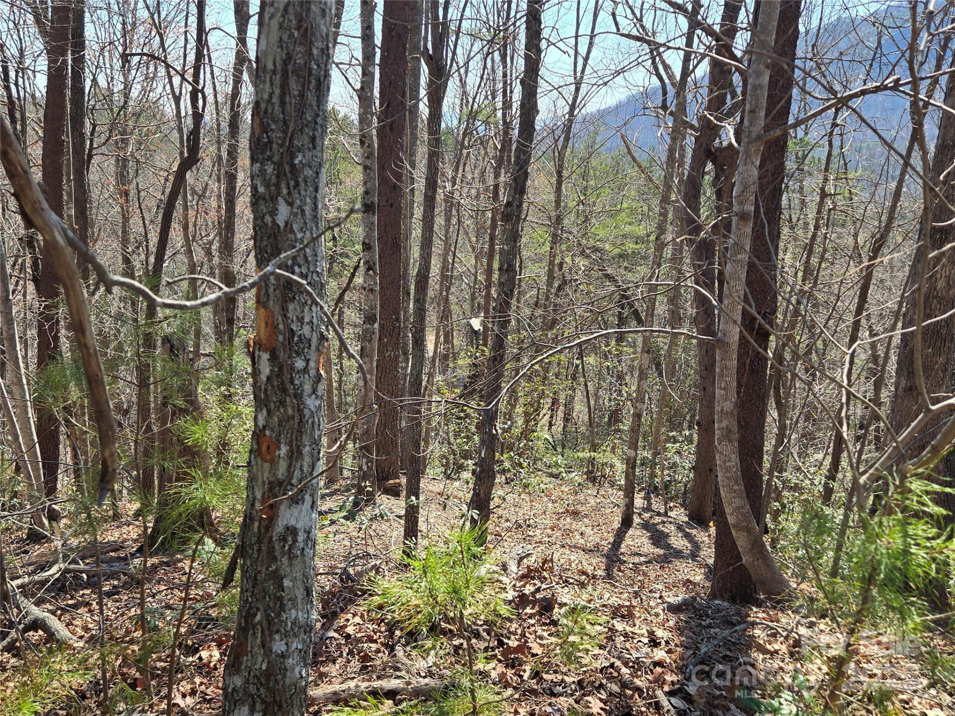 Lot 57 Banjo Court - Photo 5