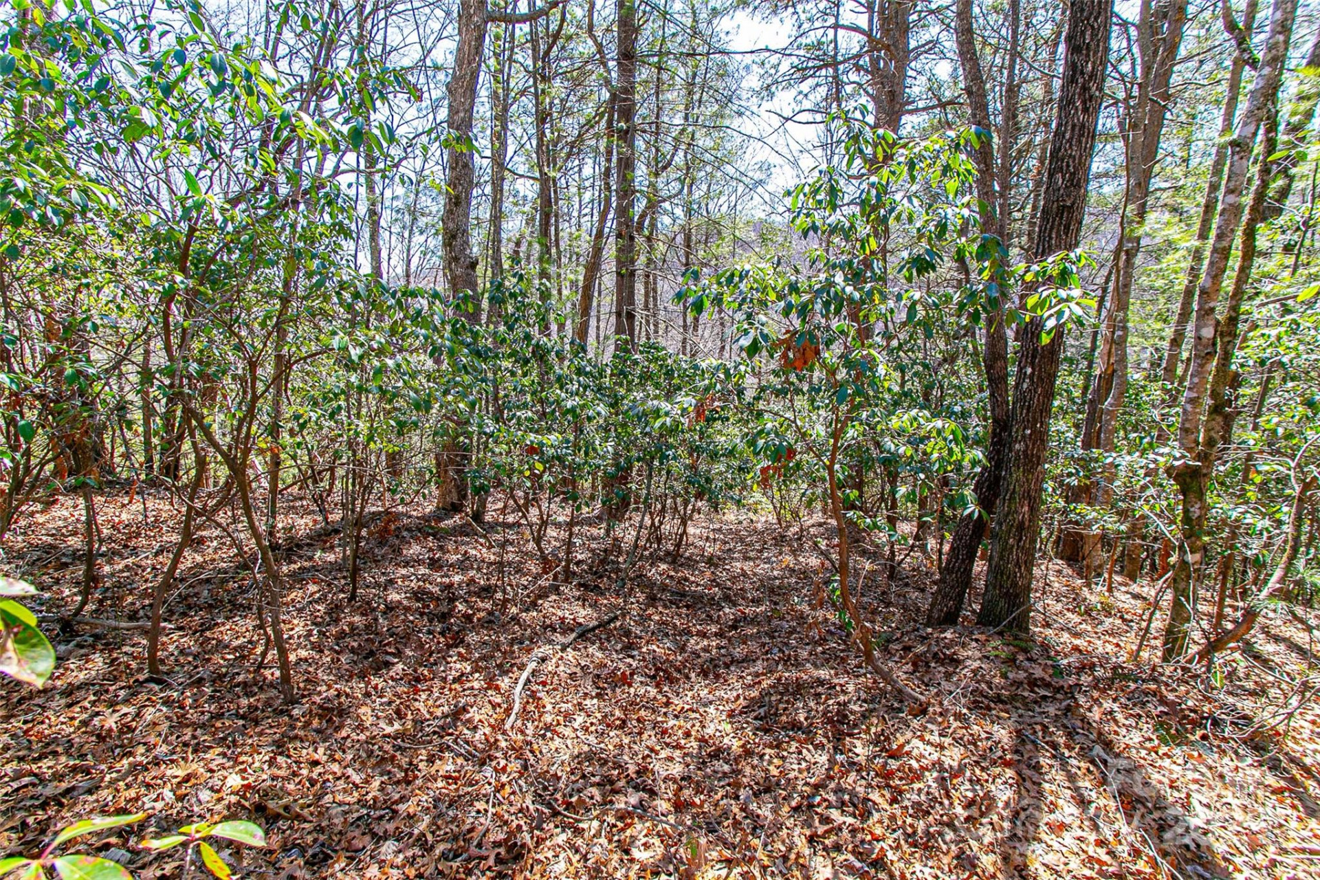 TBD Still Branch Road #L20 - Photo 12