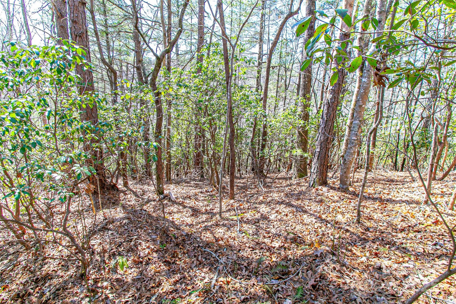 TBD Still Branch Road #L20 - Photo 13