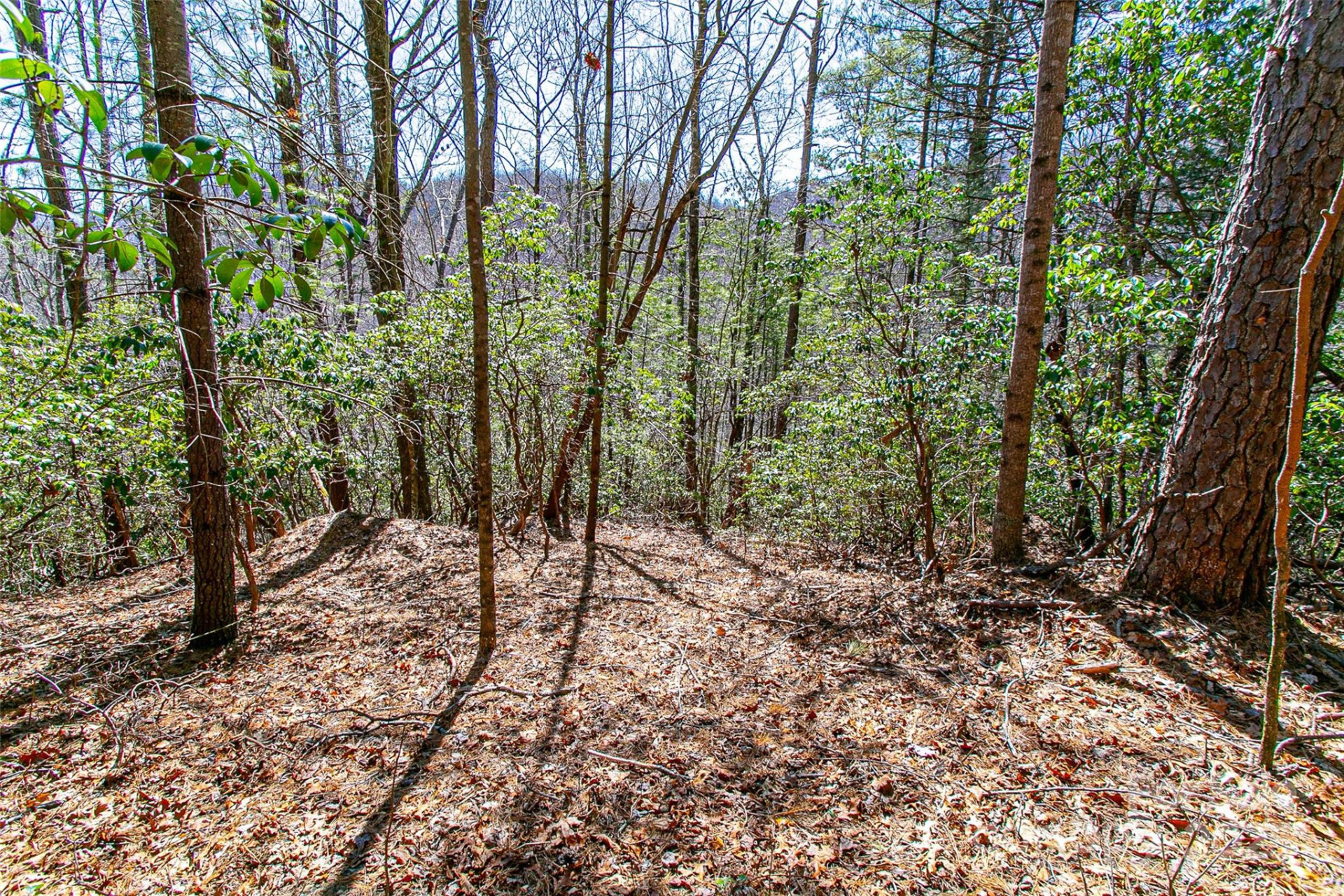 TBD Still Branch Road #L20 - Photo 14