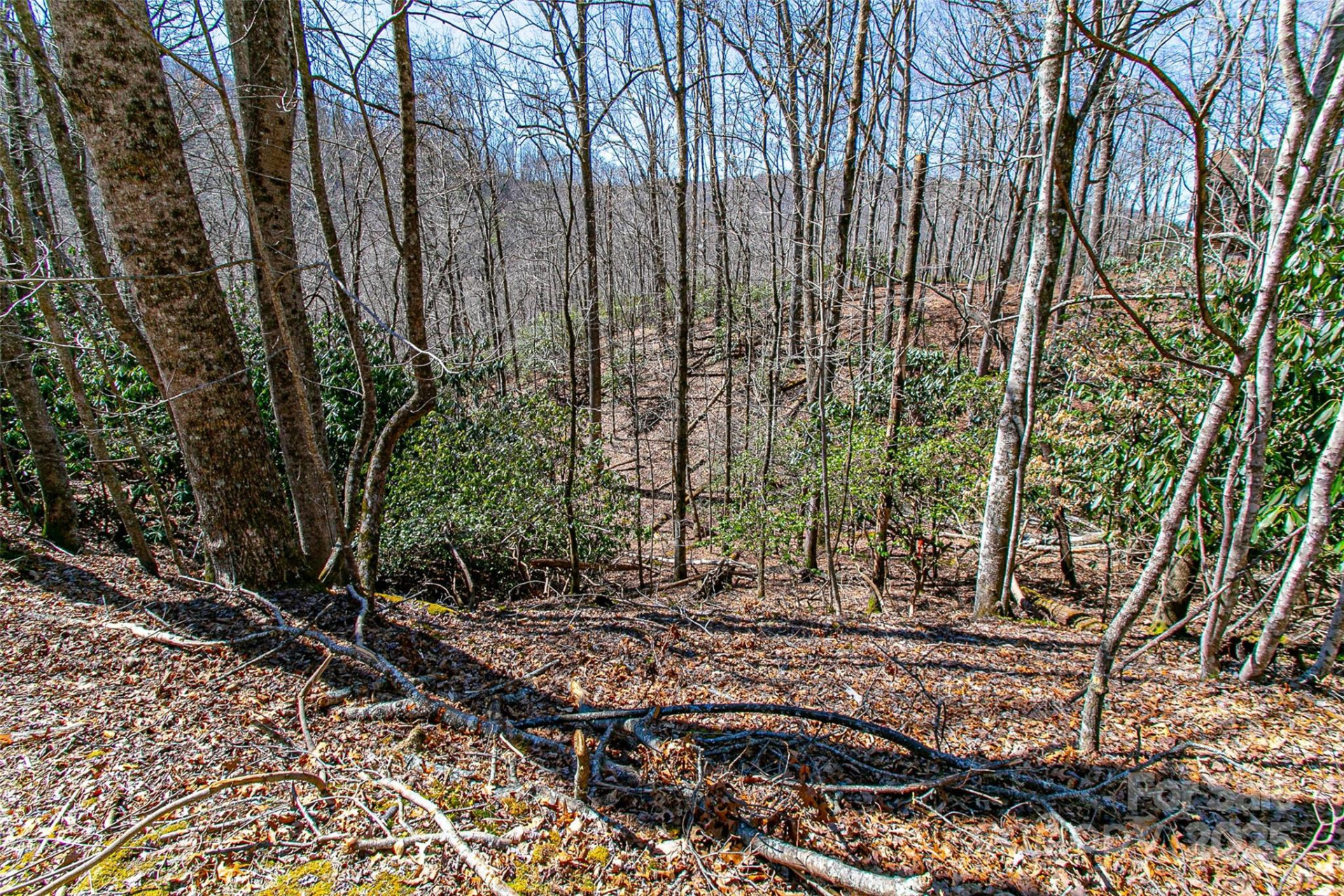 TBD Still Branch Road #L20 - Photo 17