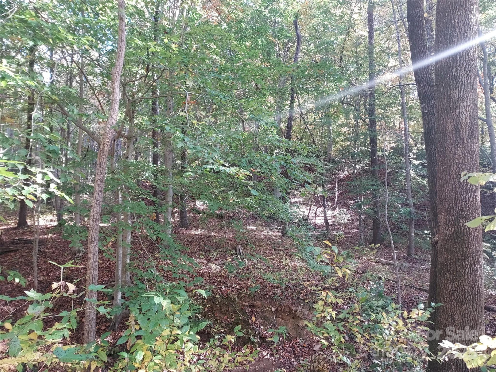 5 Acres Blue Ridge Trail - Photo 12