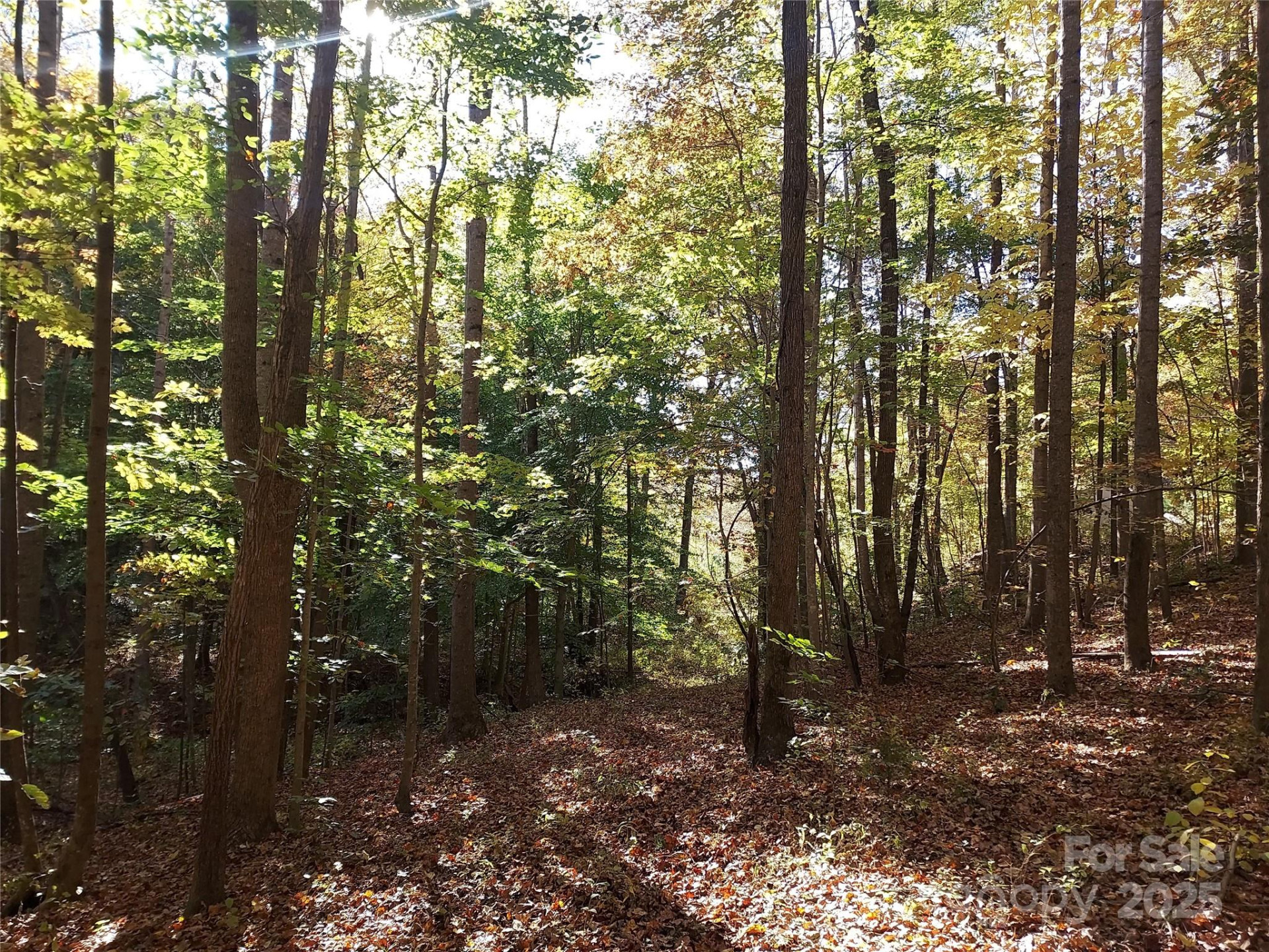 5 Acres Blue Ridge Trail - Photo 7