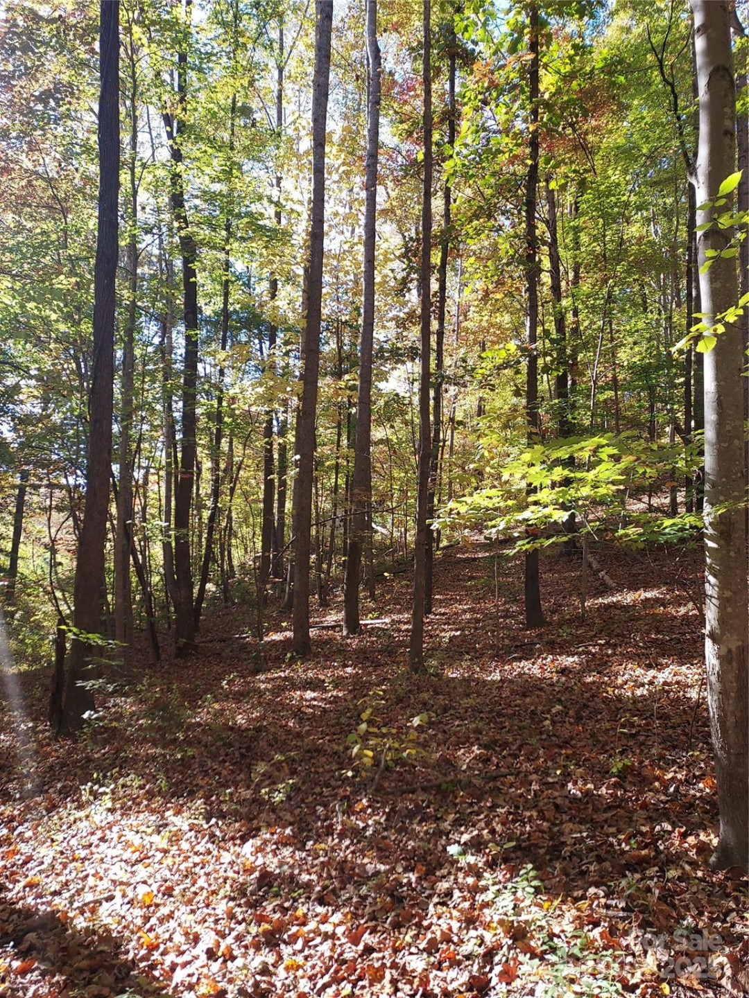 5 Acres Blue Ridge Trail - Photo 8