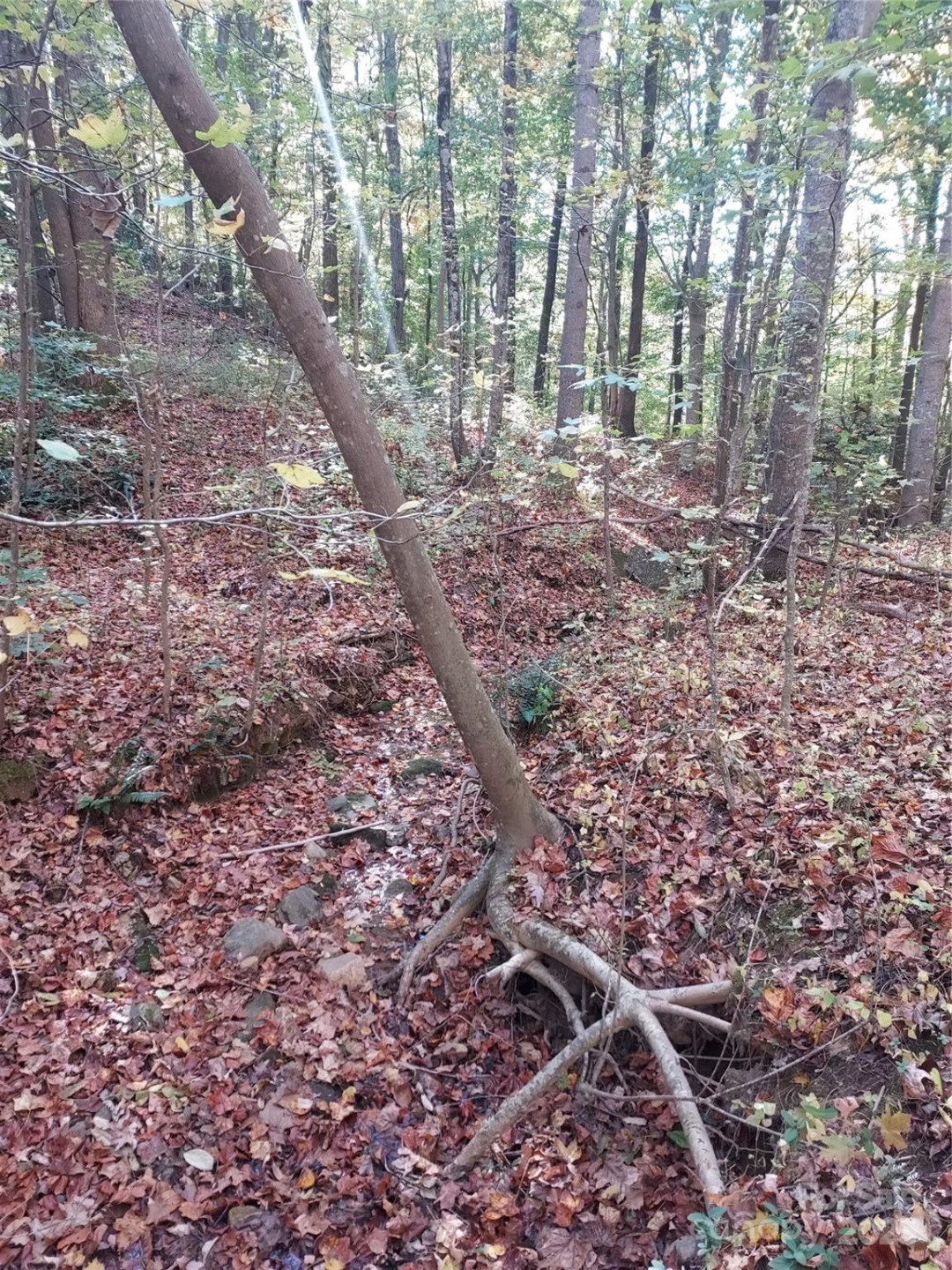 5 Acres Blue Ridge Trail - Photo 9