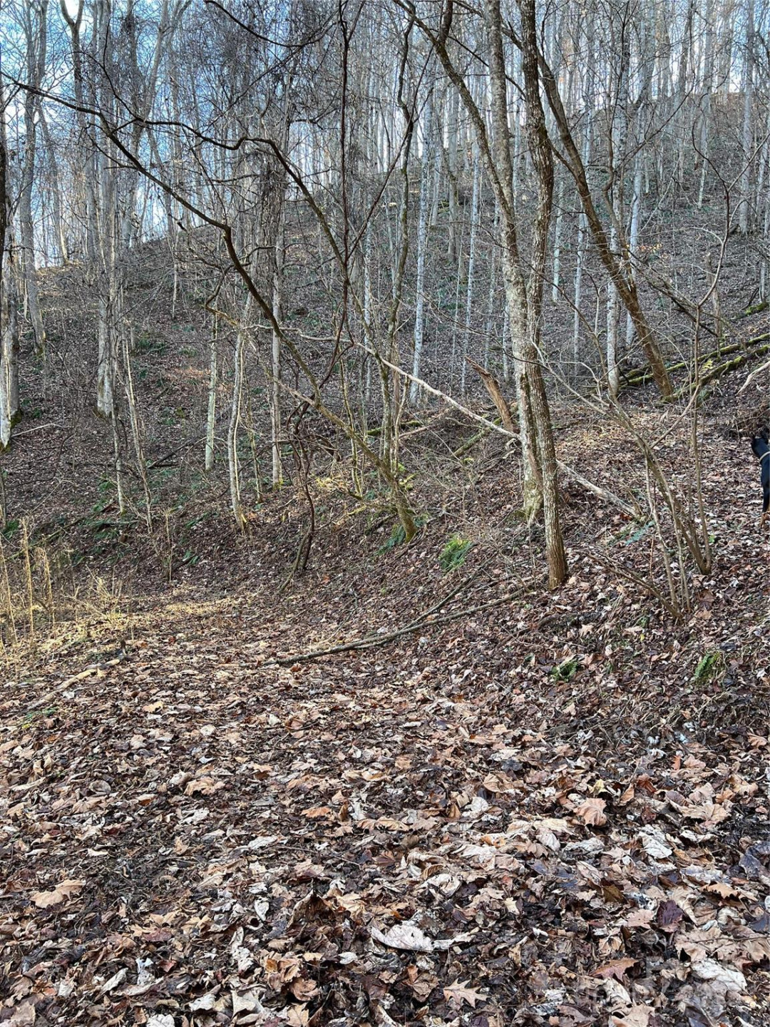 12982 US Hwy 19W None - Photo 39