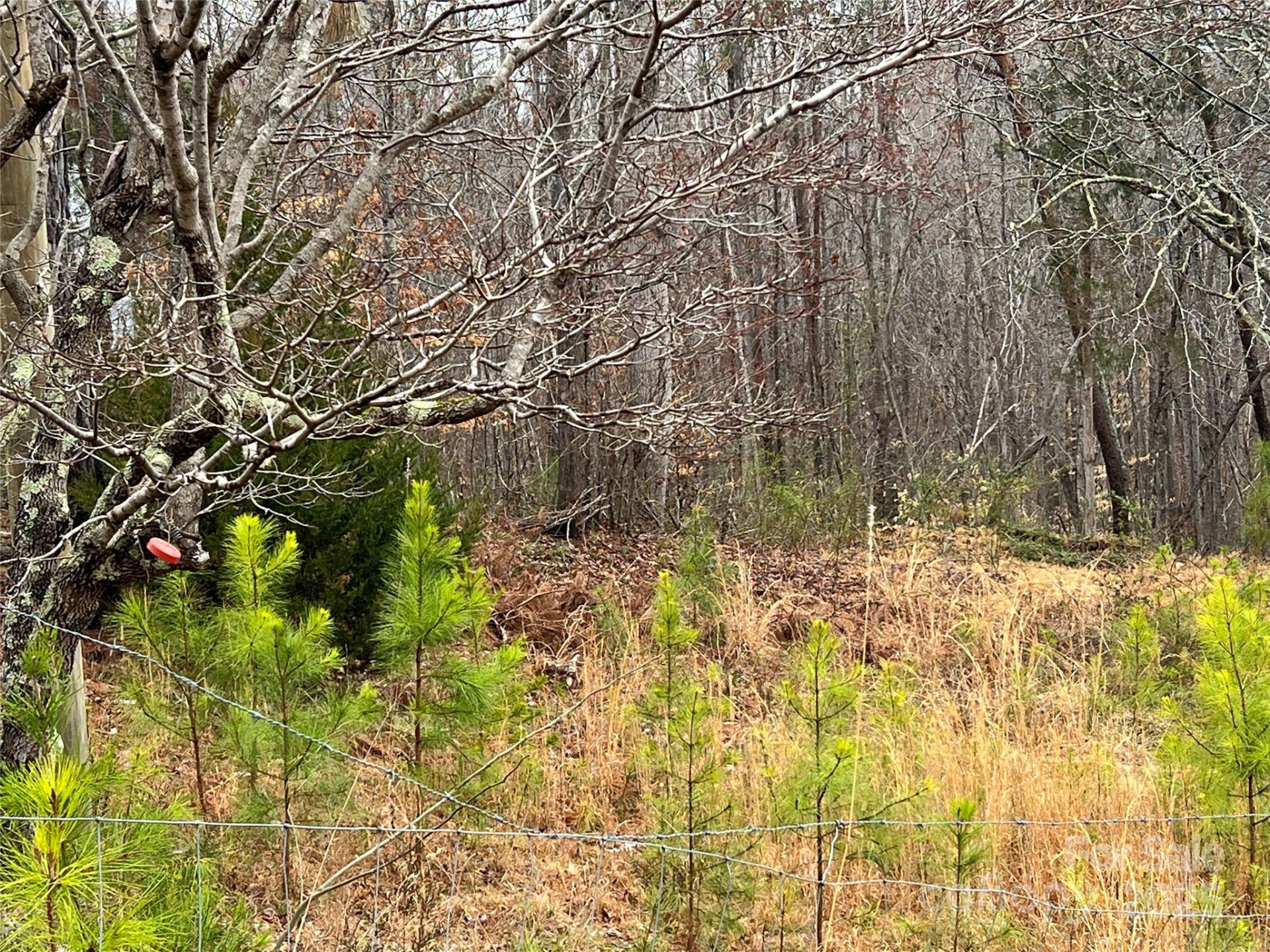 1217 Freeman Road - Photo 9