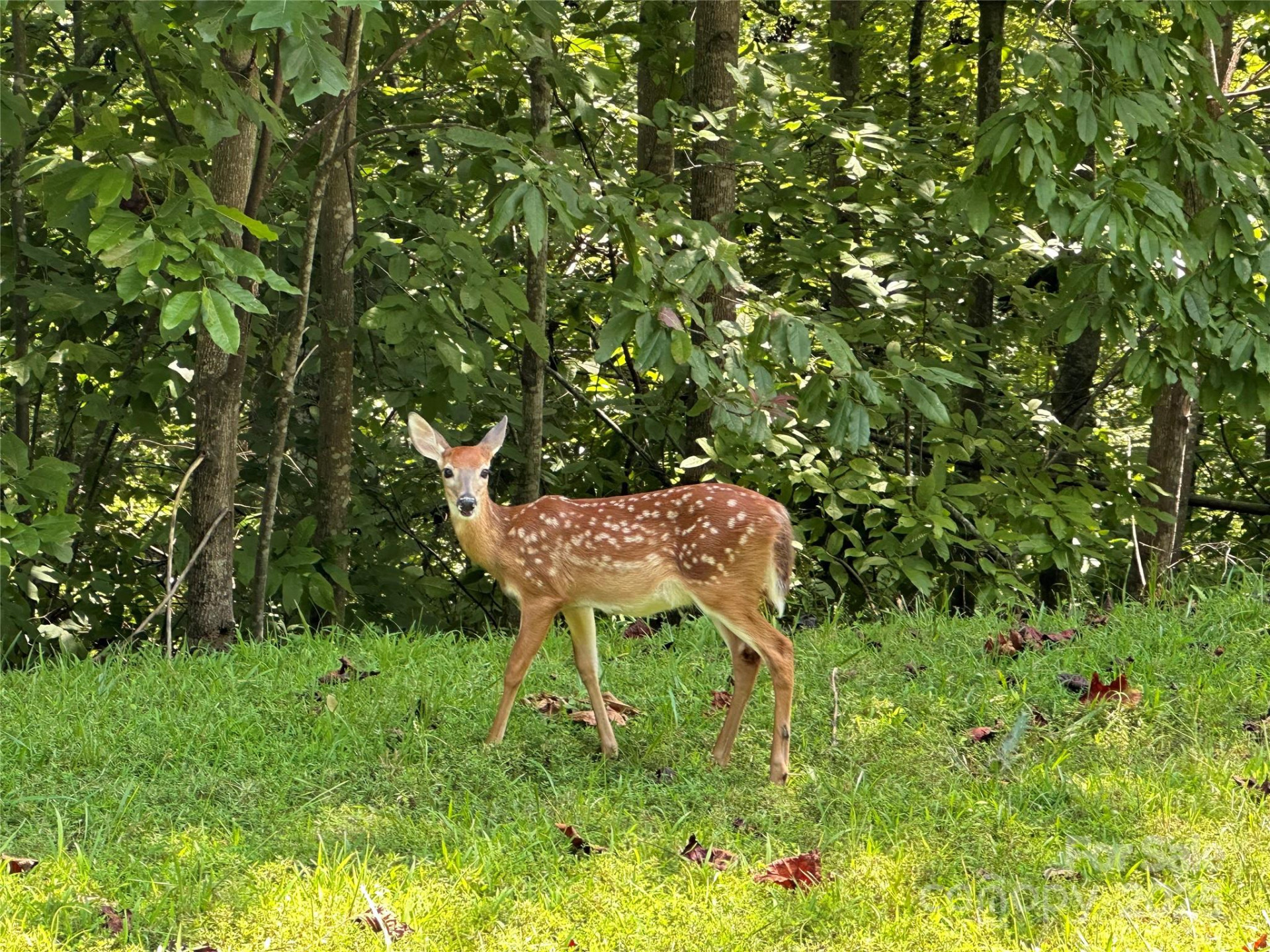 Lot 27 South Cove Road - Photo 18