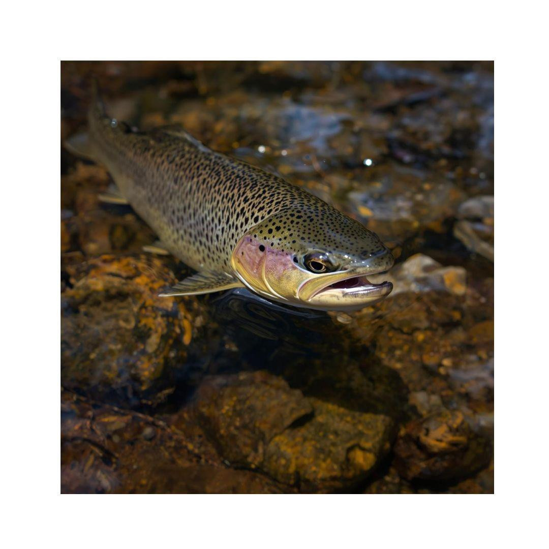 000 Pumpkin Patch Road - Photo 41