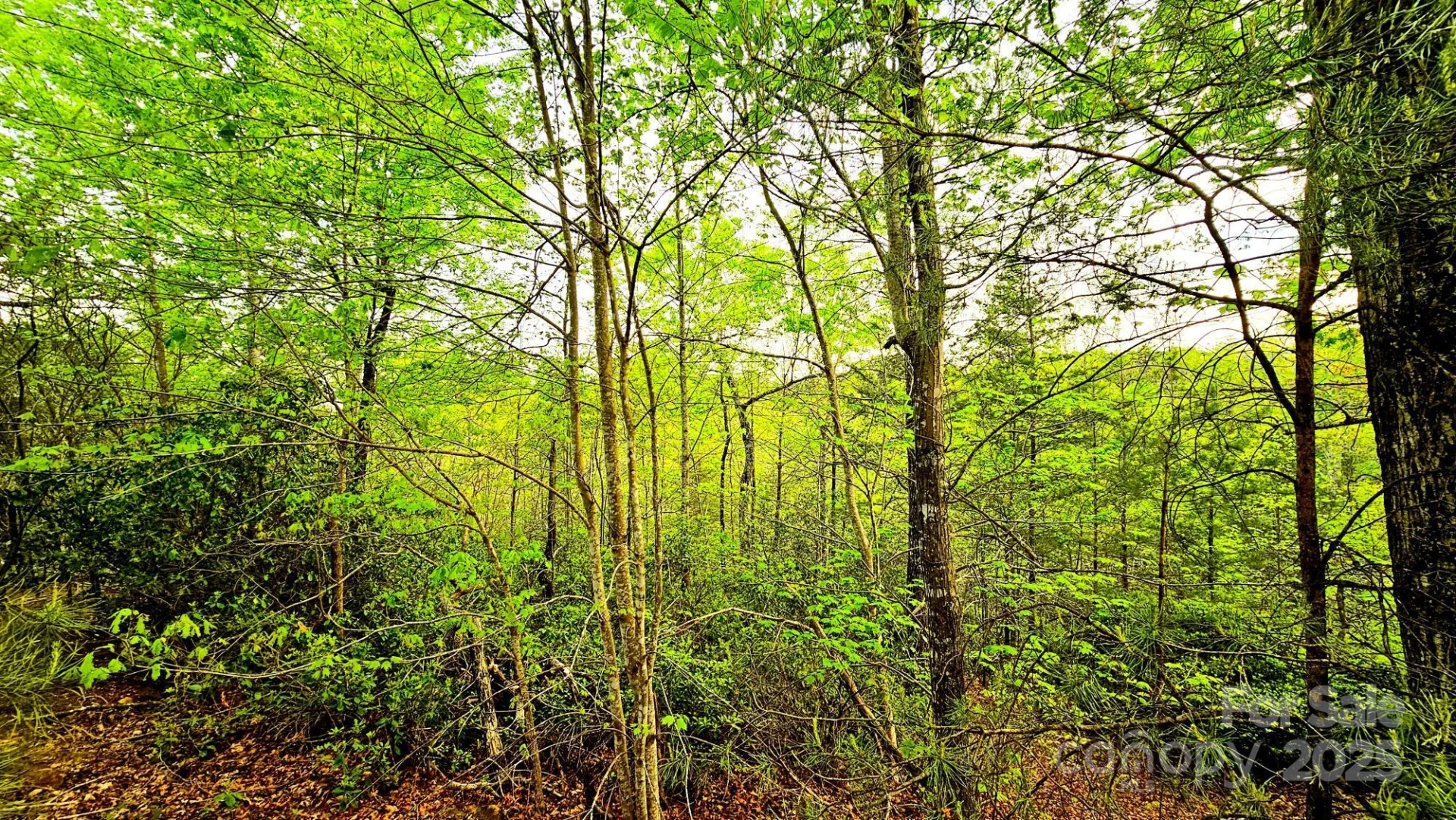 Lot 59 Bear Cliff Way - Photo 8