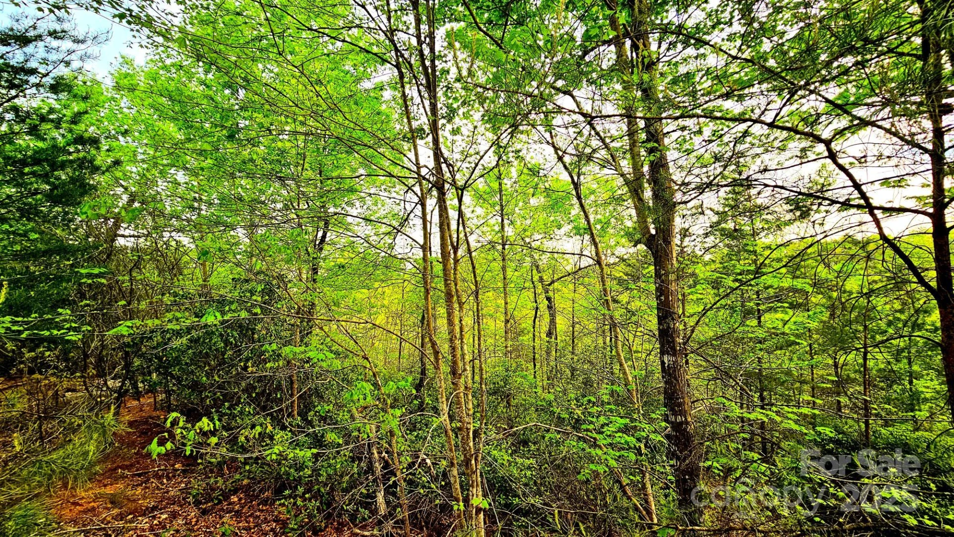 Lot 59 Bear Cliff Way - Photo 9