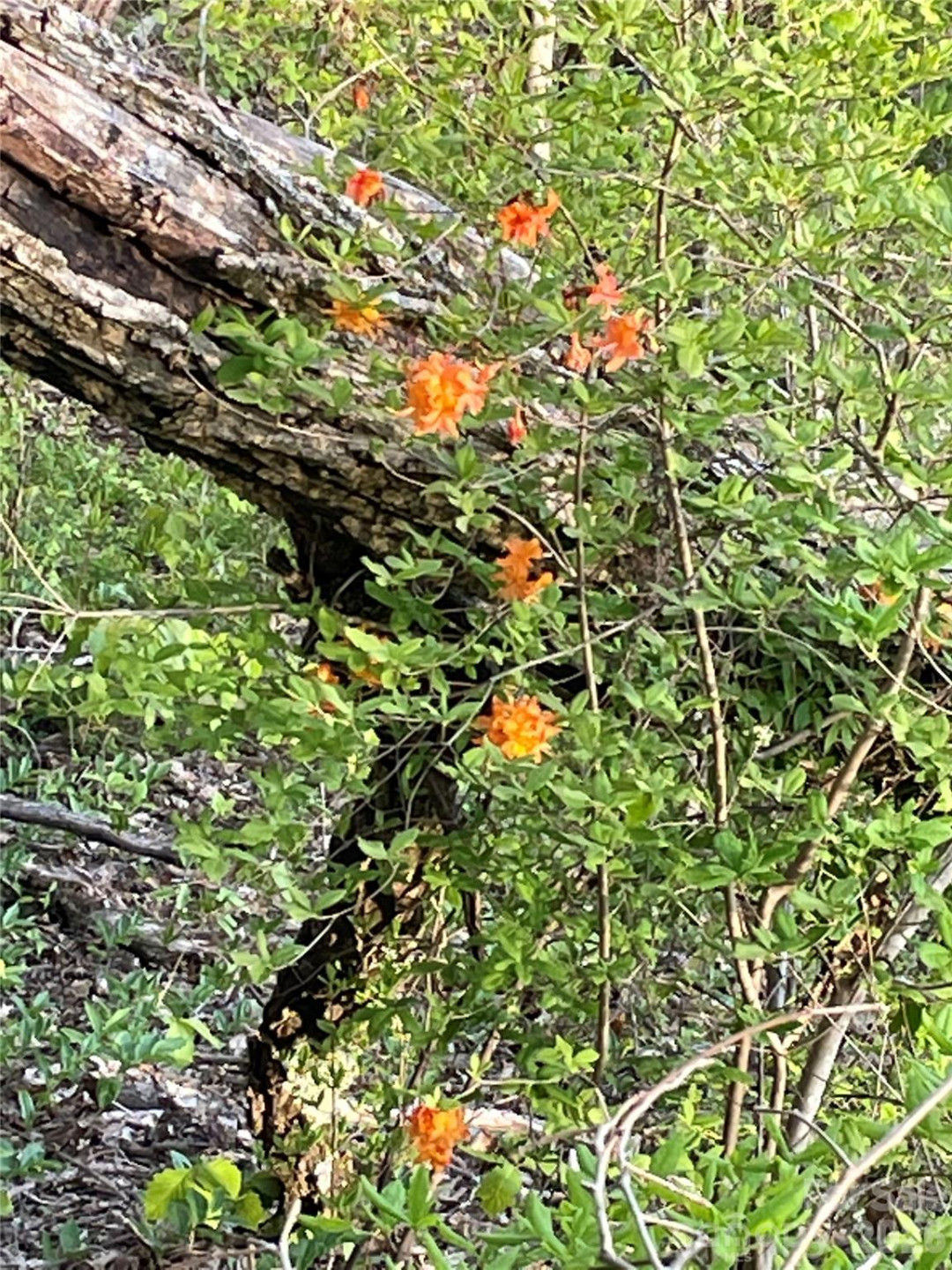 Lot 50 Mountain Grove Lane #50 - Photo 30