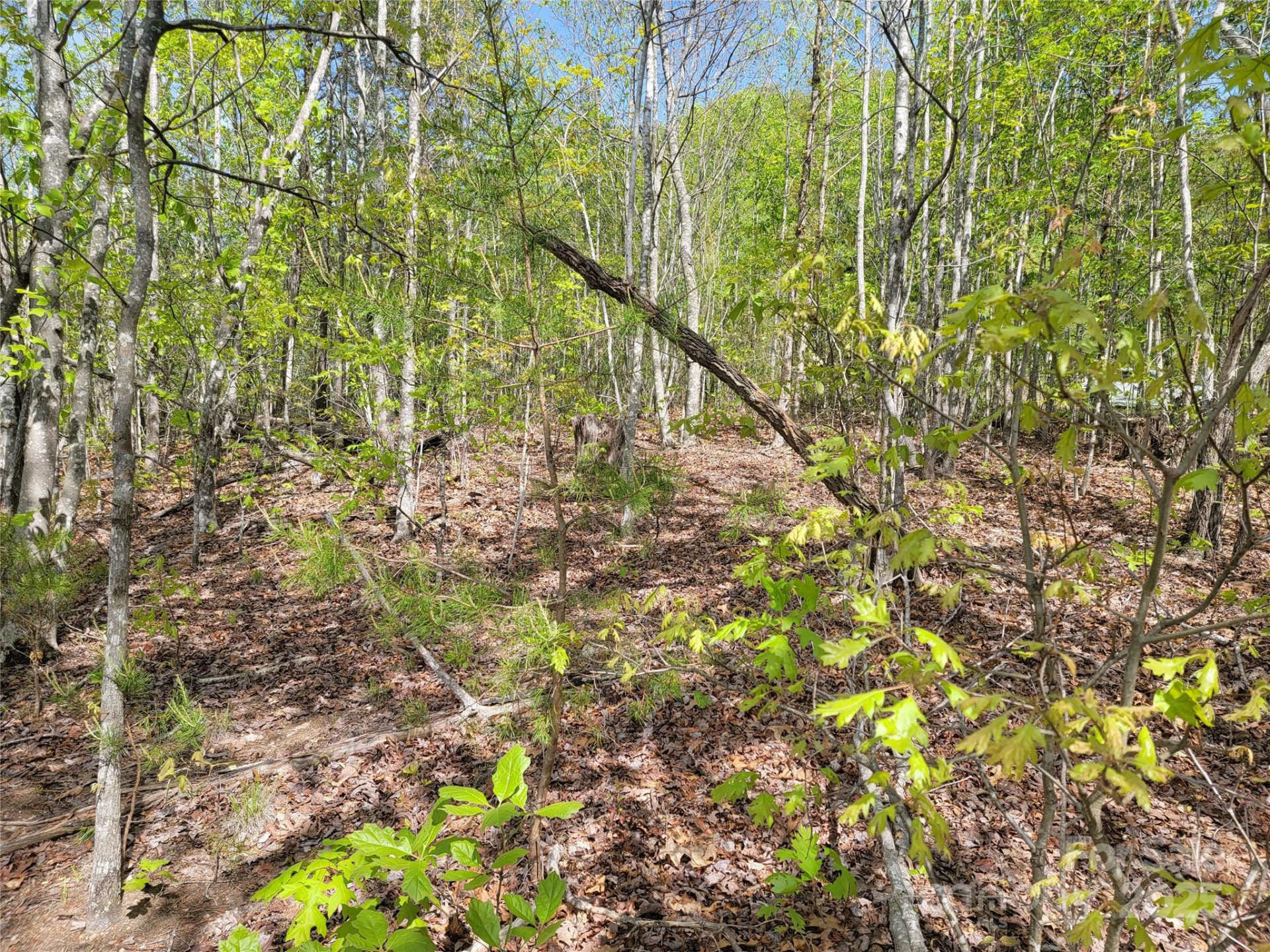 0 Shire Lane - Photo 3