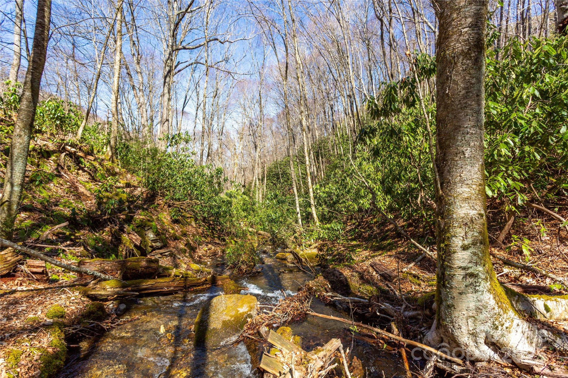 Lot 48c Bearwallow Ridge Trail #48c - Photo 12