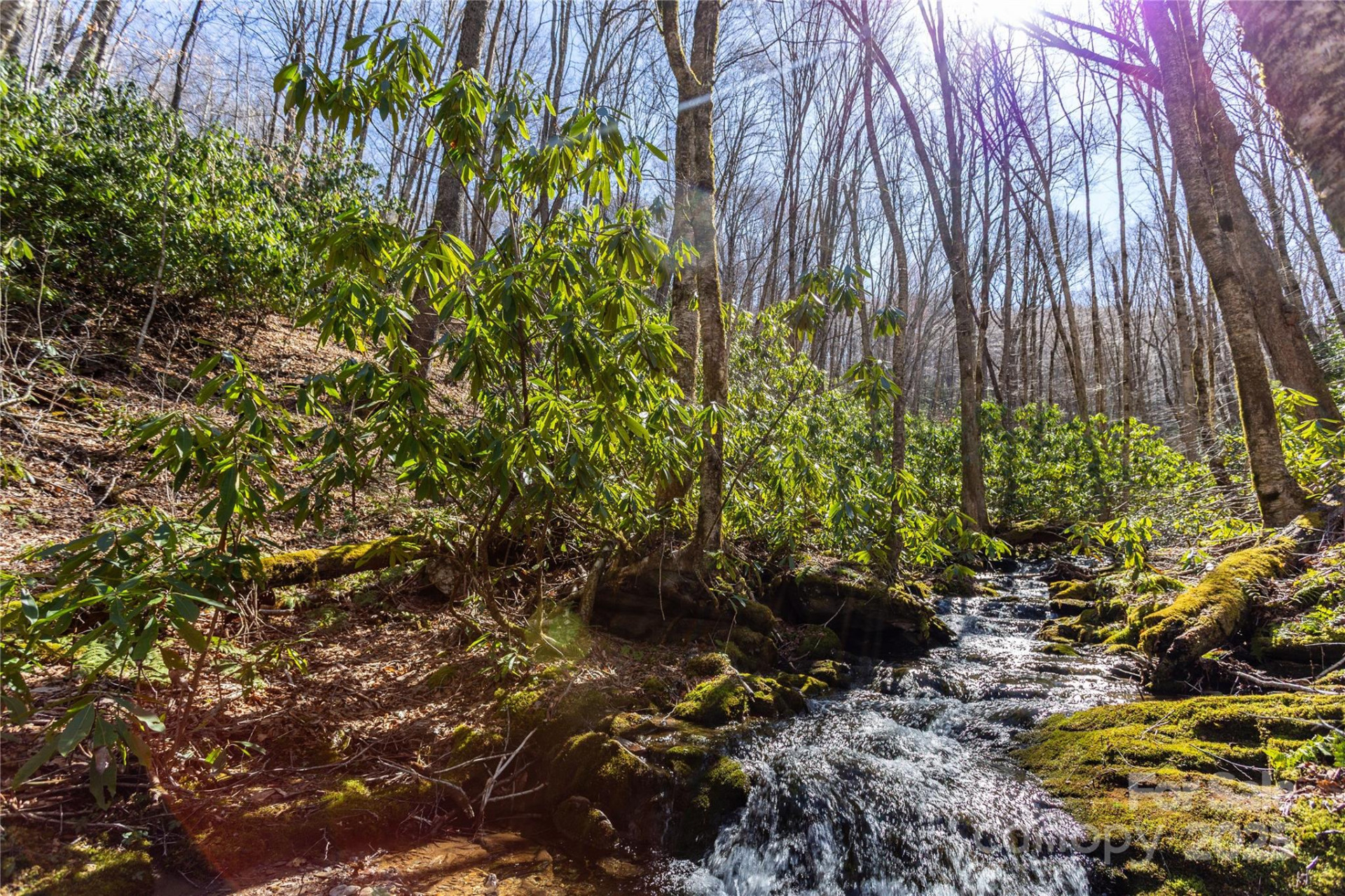 Lot 48c Bearwallow Ridge Trail #48c - Photo 13