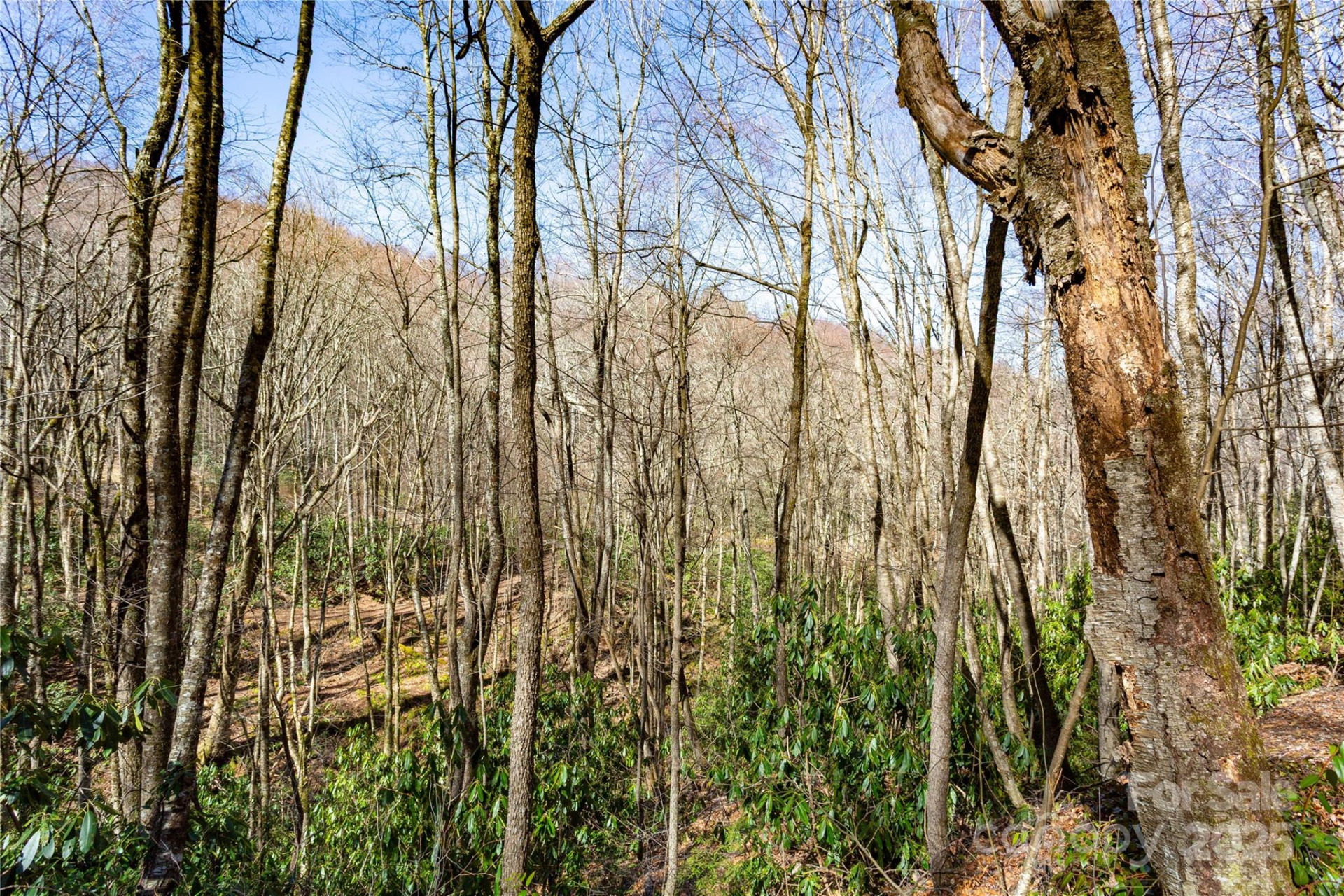 Lot 48c Bearwallow Ridge Trail #48c - Photo 34