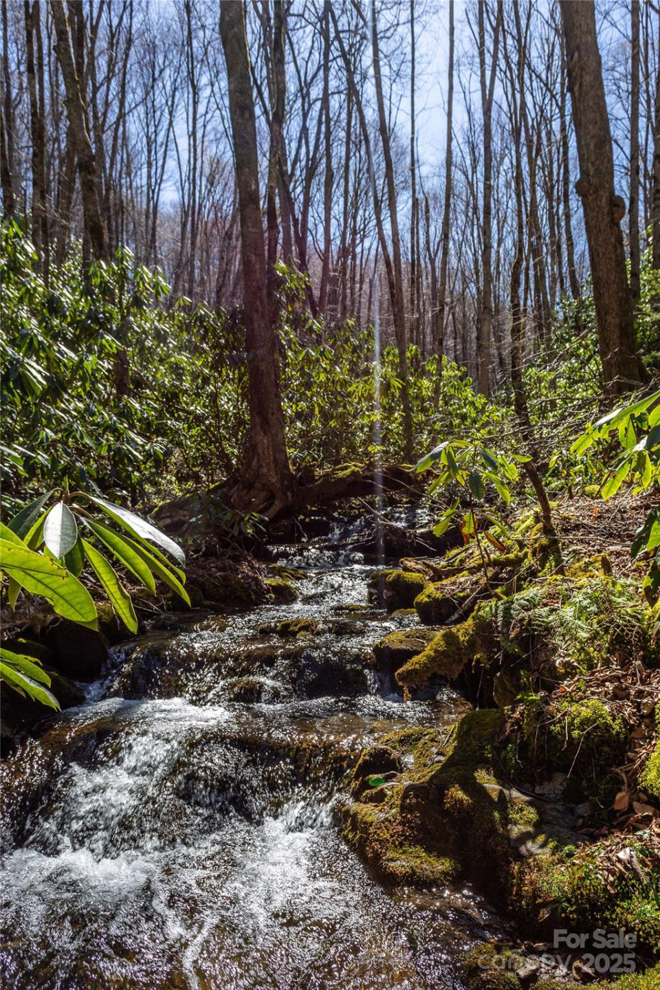Lot 50 Bearwallow Ridge Trail #50 - Photo 2