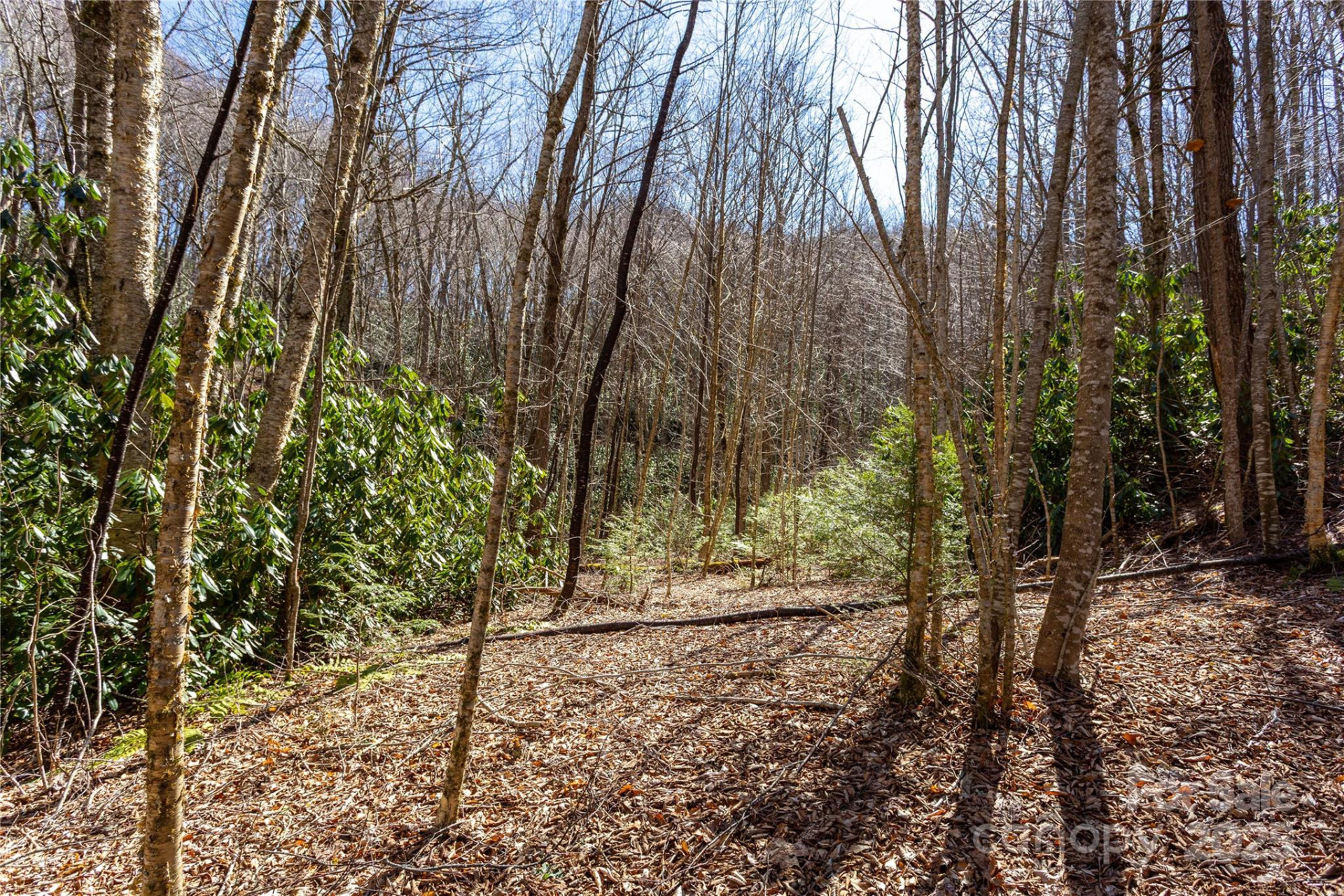 Lot 50 Bearwallow Ridge Trail #50 - Photo 11