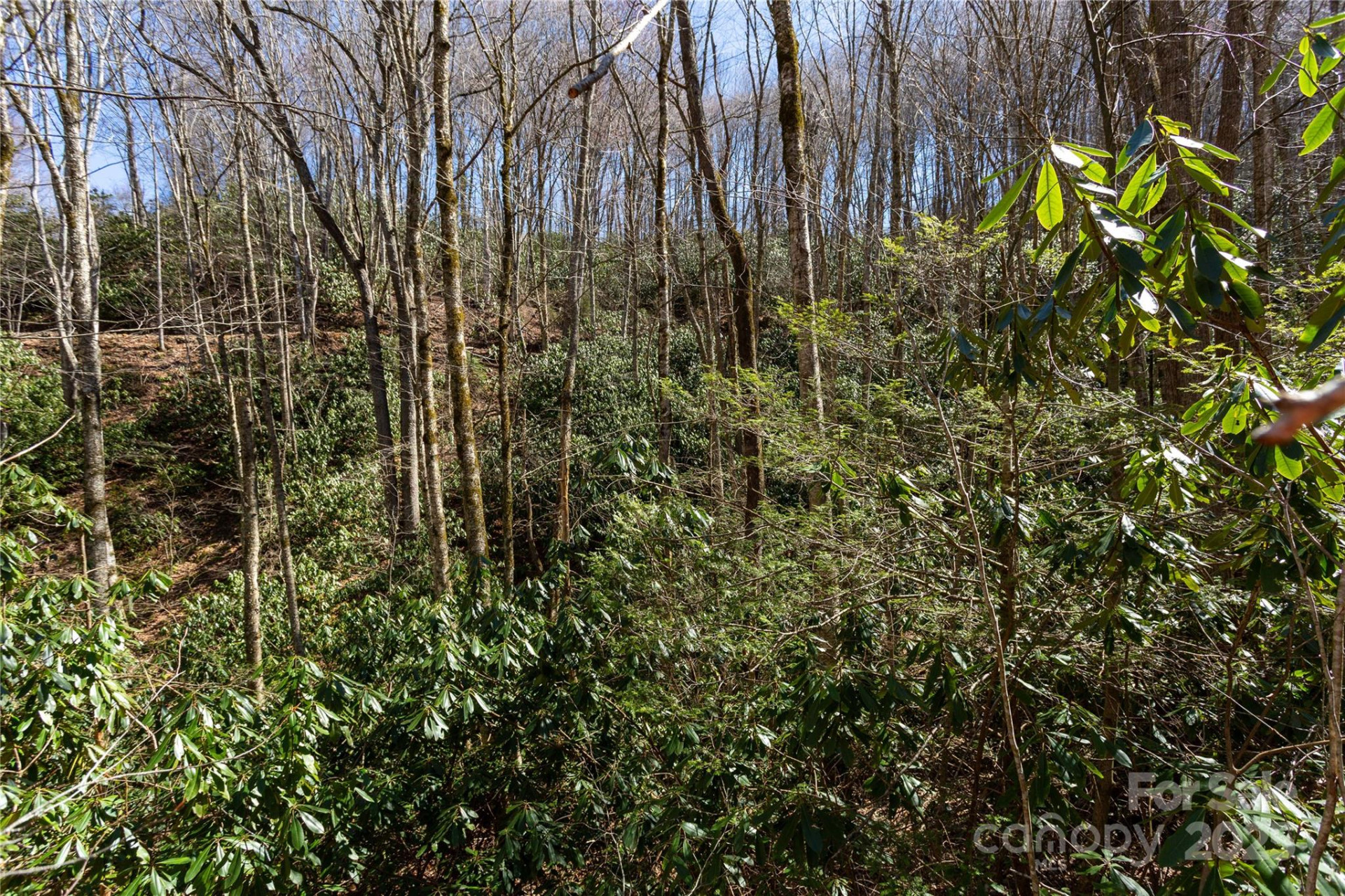Lot 50 Bearwallow Ridge Trail #50 - Photo 16