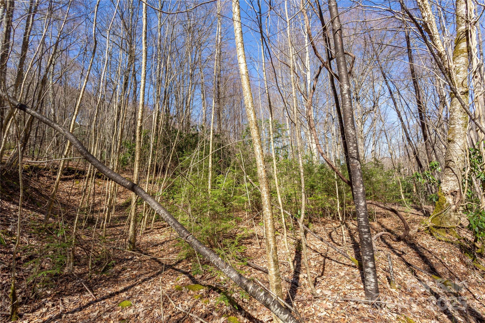 Lot 50 Bearwallow Ridge Trail #50 - Photo 18