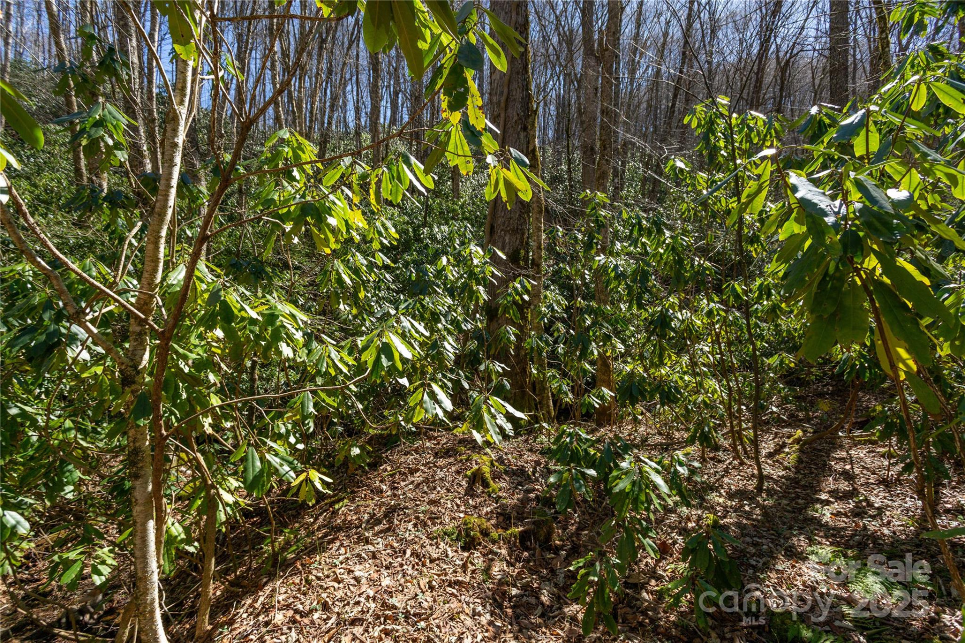 Lot 50 Bearwallow Ridge Trail #50 - Photo 19