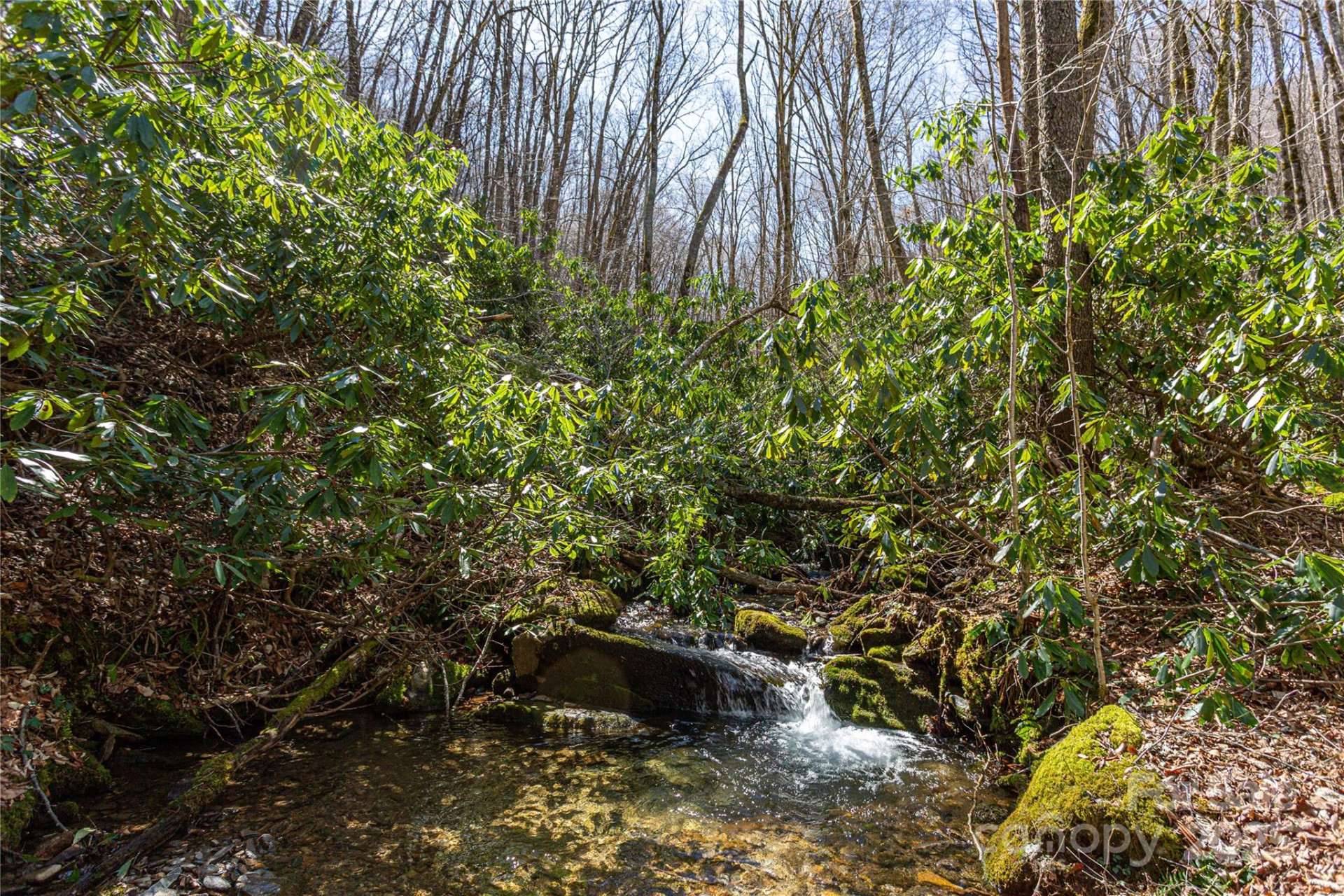 Lot 50 Bearwallow Ridge Trail #50 - Photo 20
