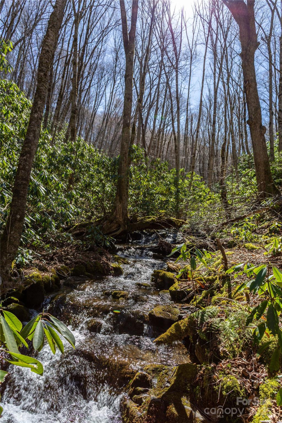 Lot 50 Bearwallow Ridge Trail #50 - Photo 3